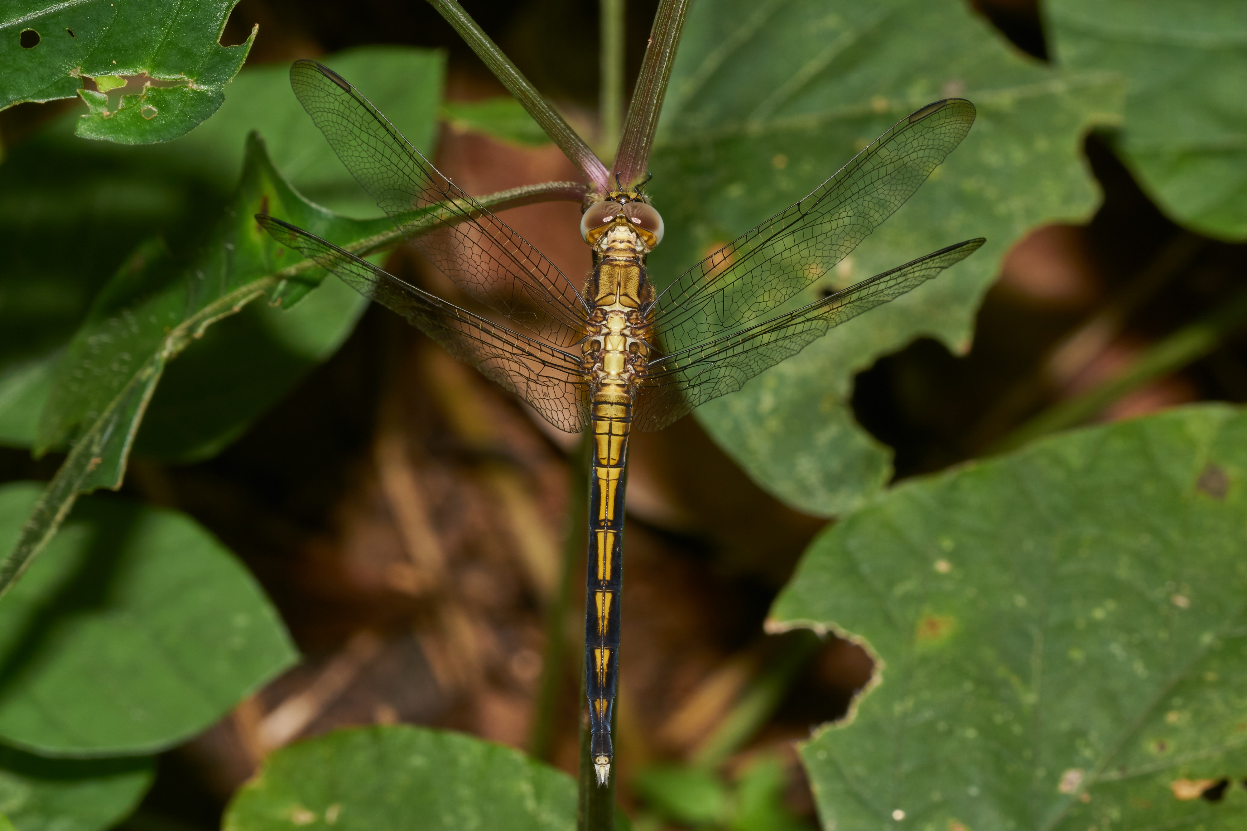 Orthetrum luzonicum-Kadavoor-2016-10-15-002