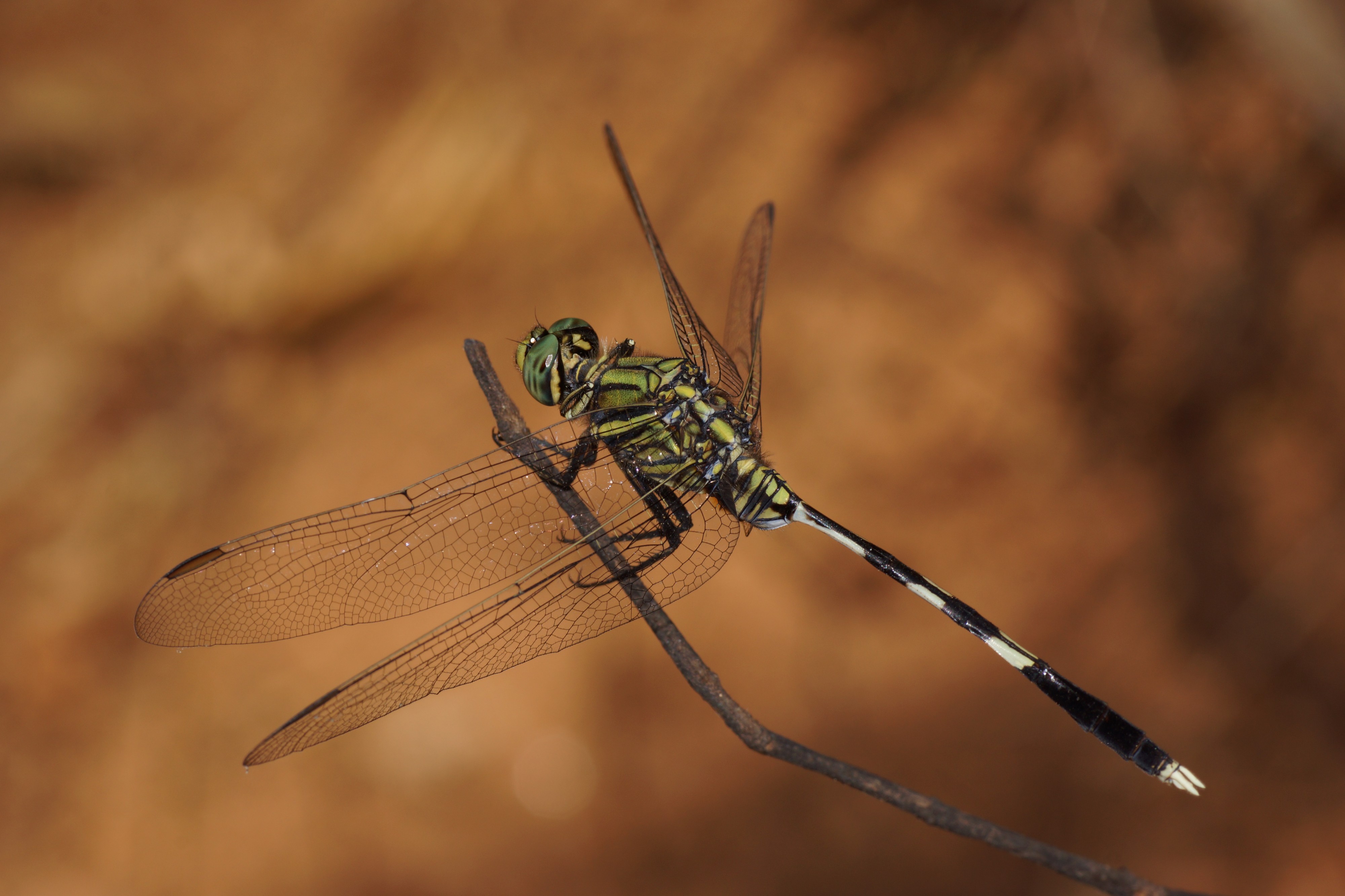 Orthetrum sabina 09221