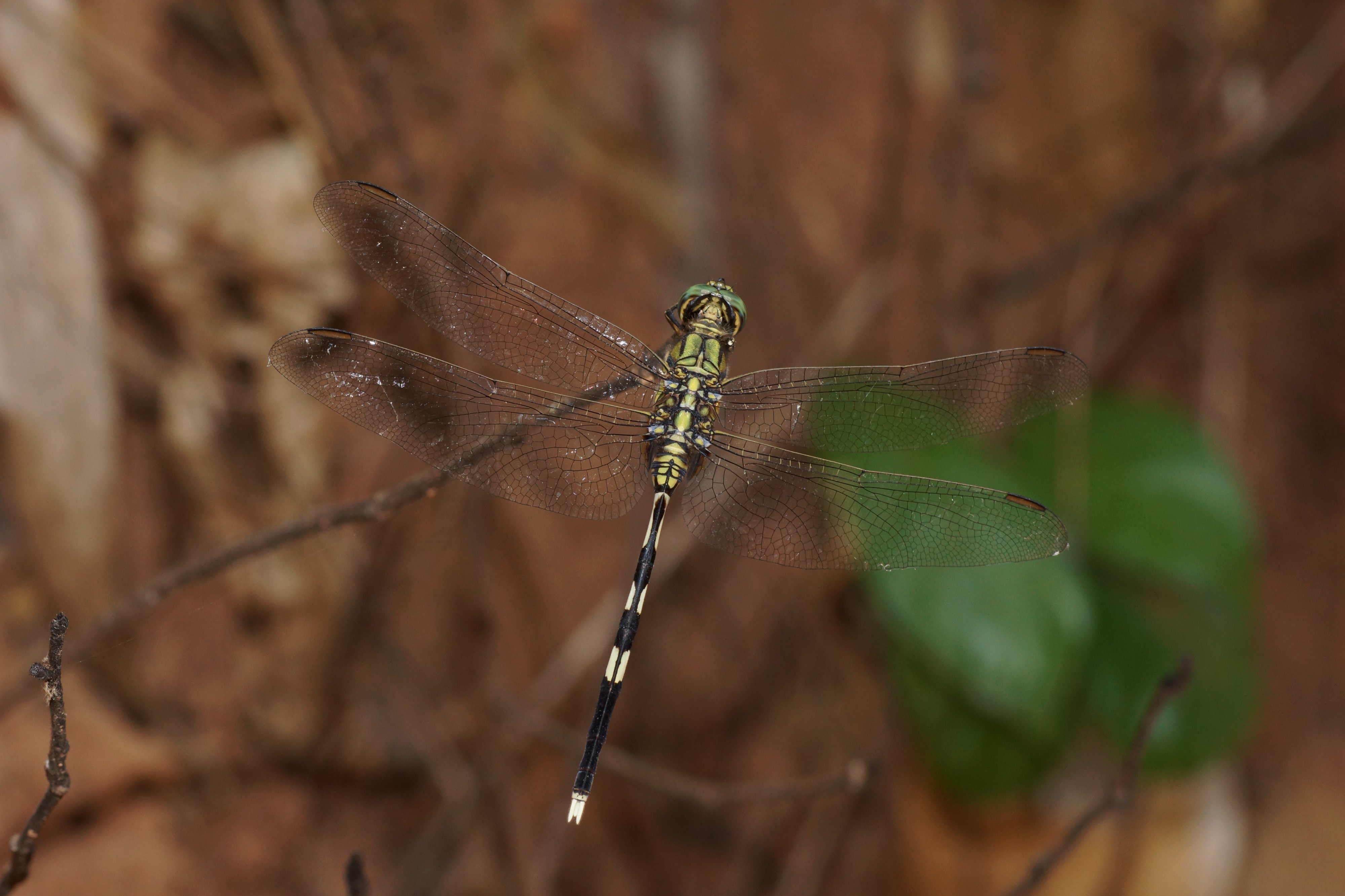 Orthetrum sabina 09249
