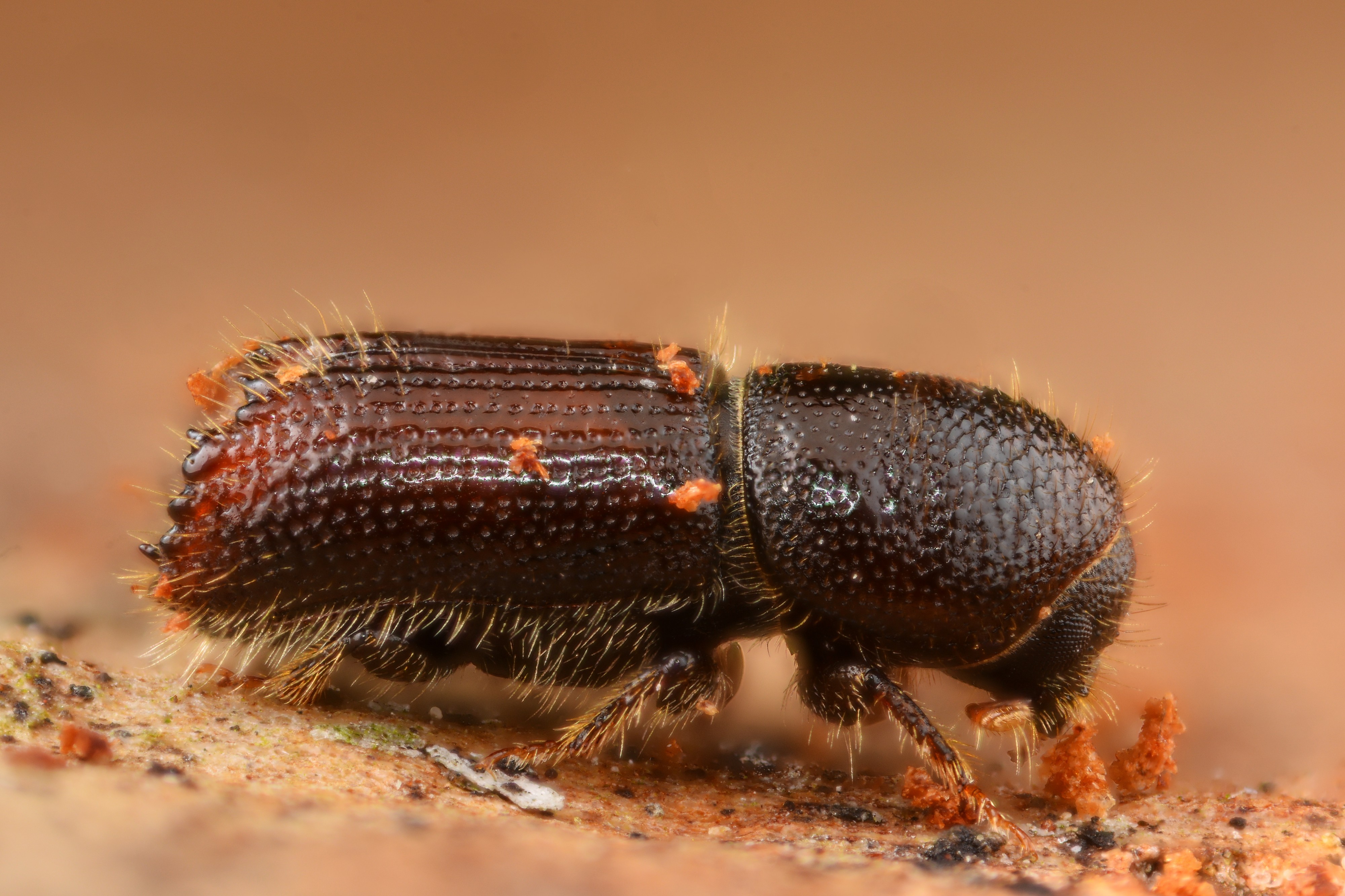 Orthotomicus laricis (32330826995)