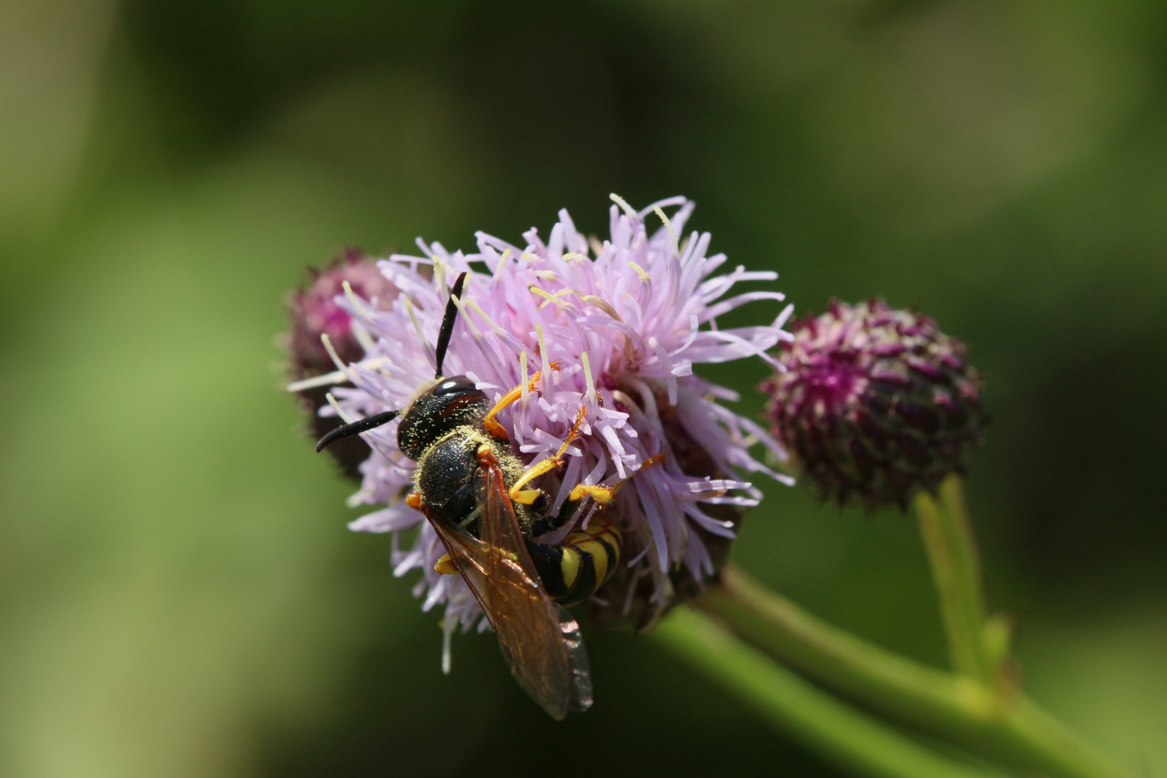 Osa - Wasp (36672001066)