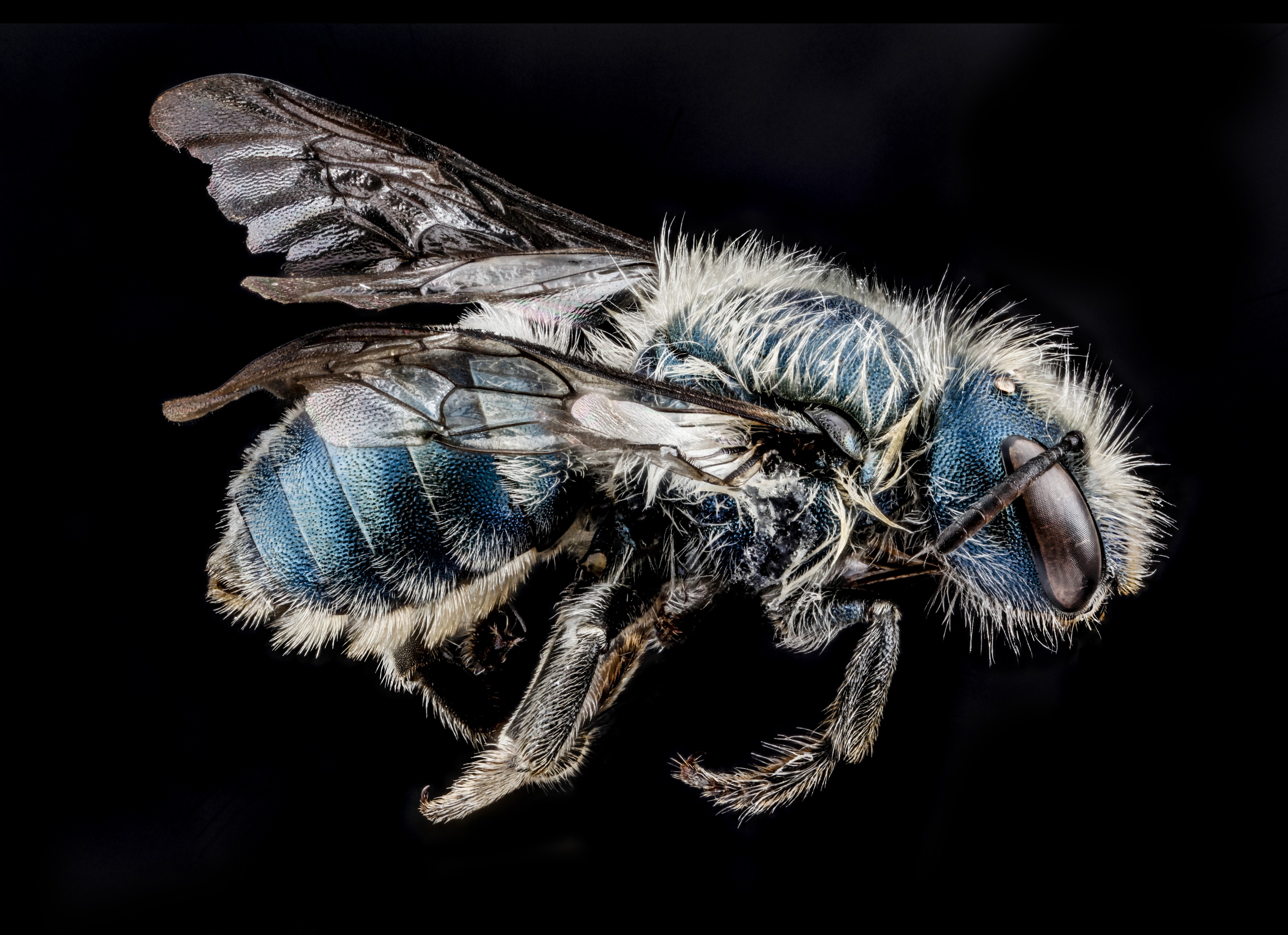 Osmia distincta, side 2012-07-02-17.35.19 ZS PMax