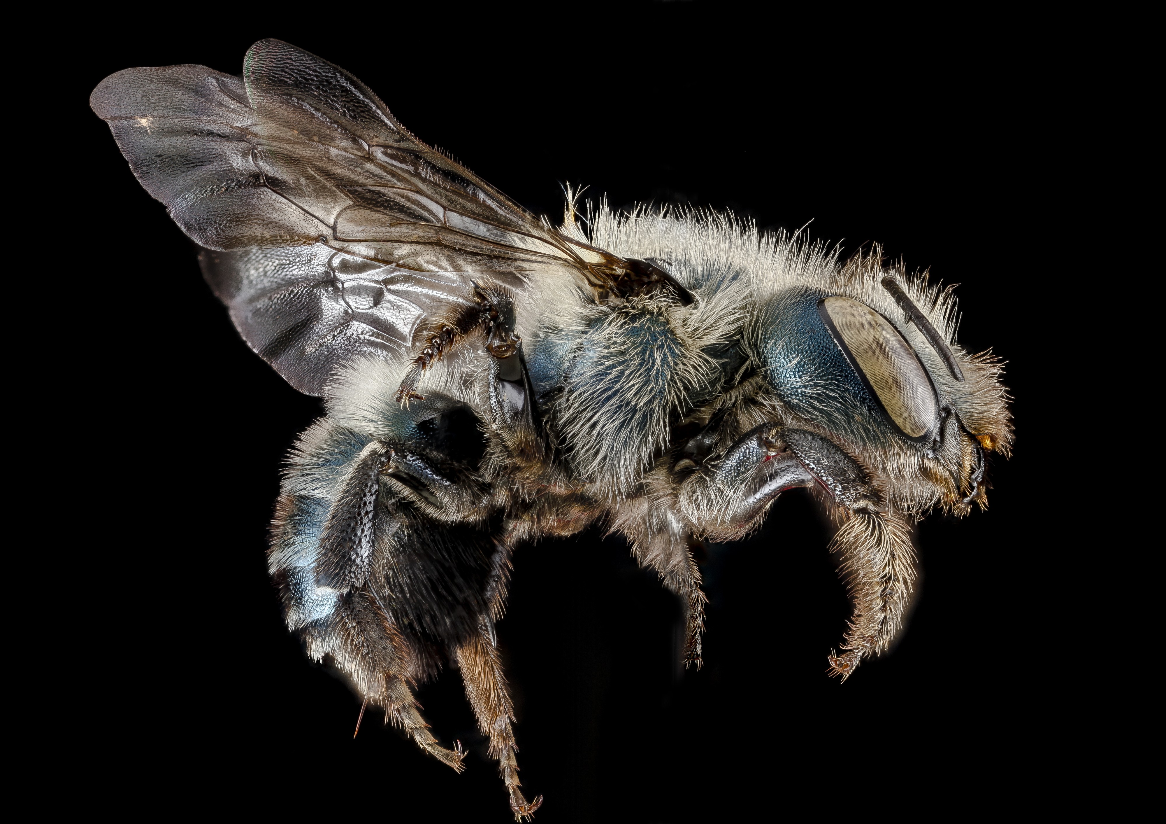 Osmia simillima, side 2012-06-18-17.42 (18067845524)