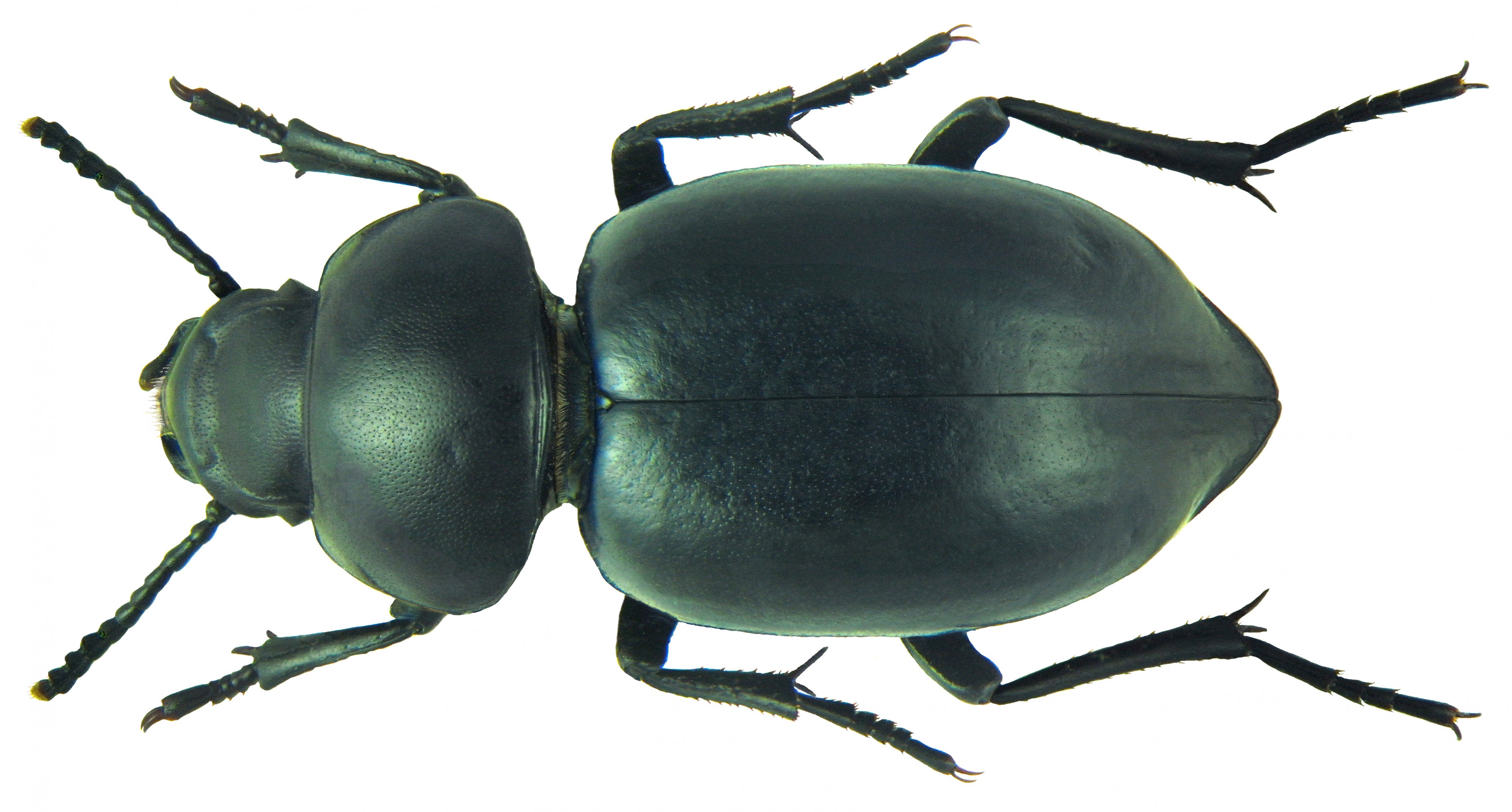Pachychila dejeani longipennis Kraatz (5930084456)