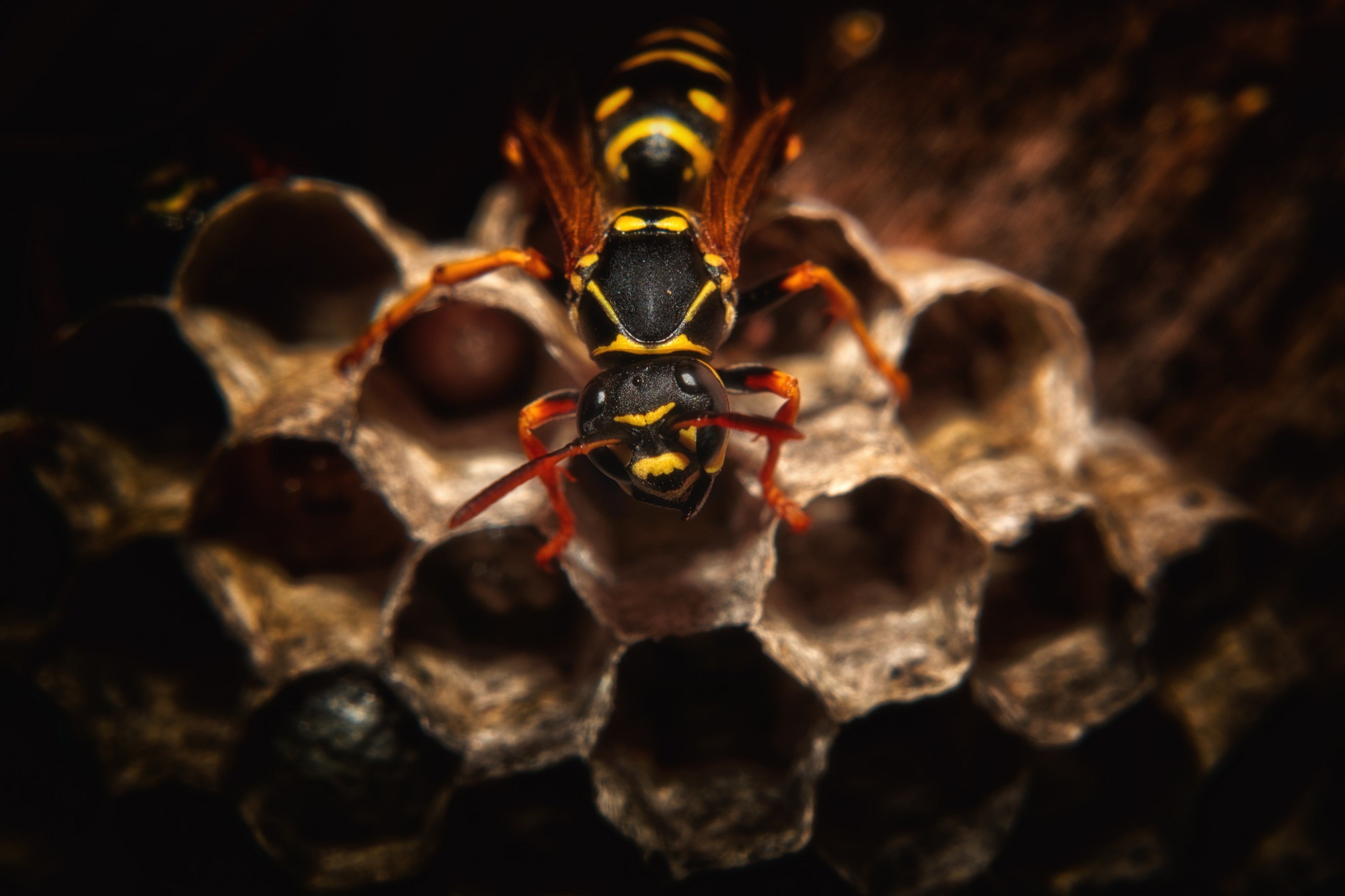 Paper wasp in the nest