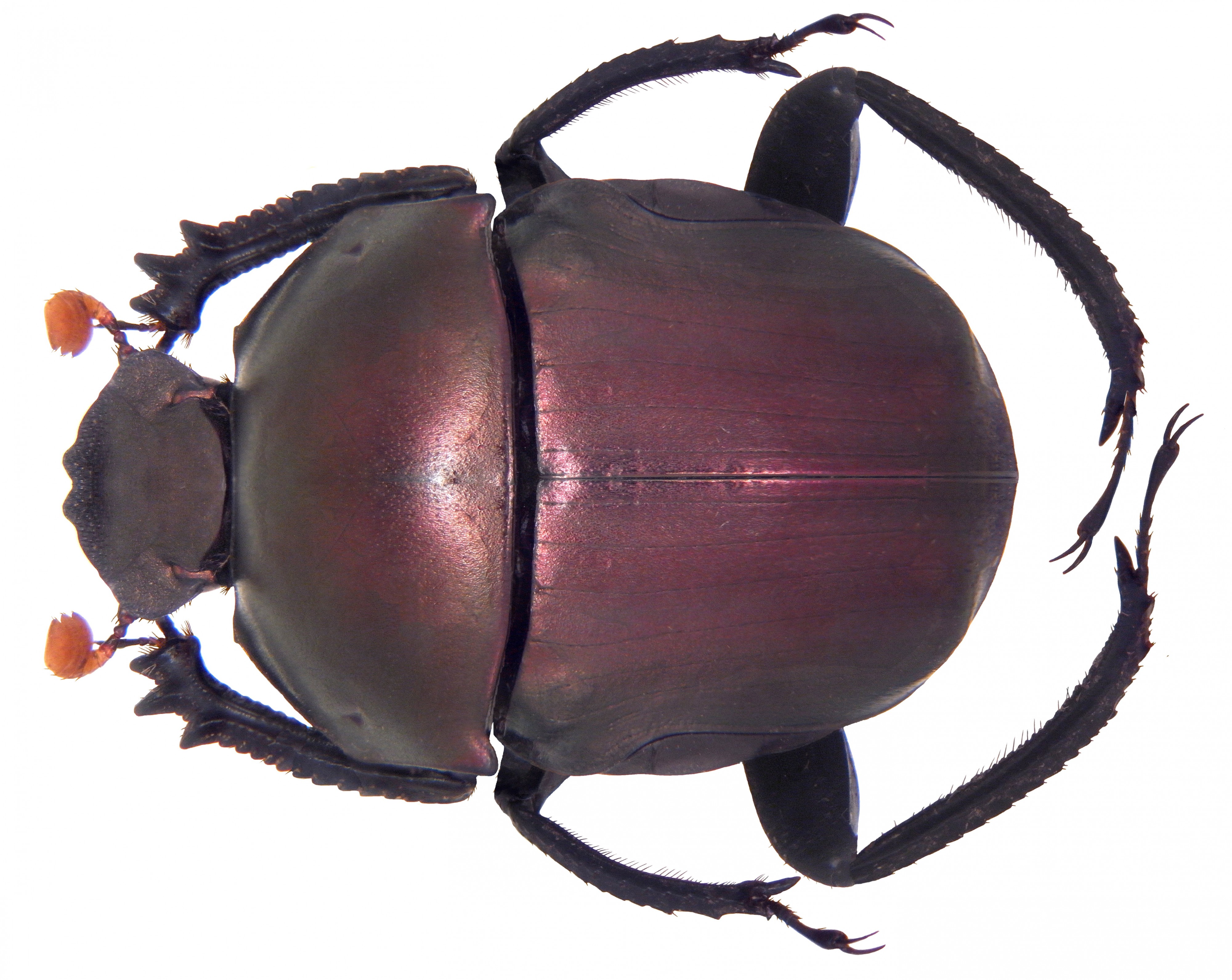 Paragymnopleurus sinuatus assamensis Waterhouse, 1890 (4240764145)