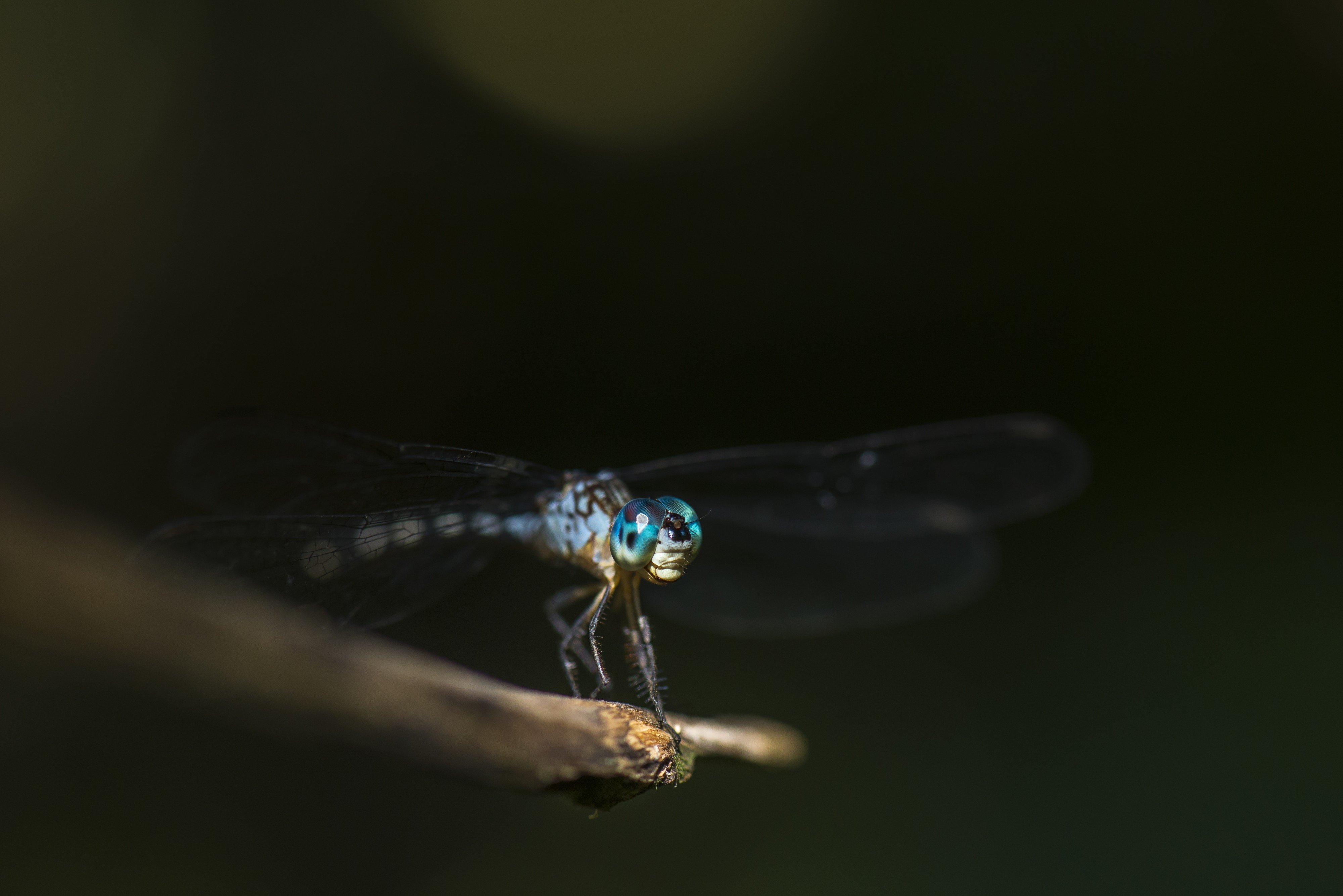 Paramaribo, Suriname (Unsplash 1XEosxO33L4)