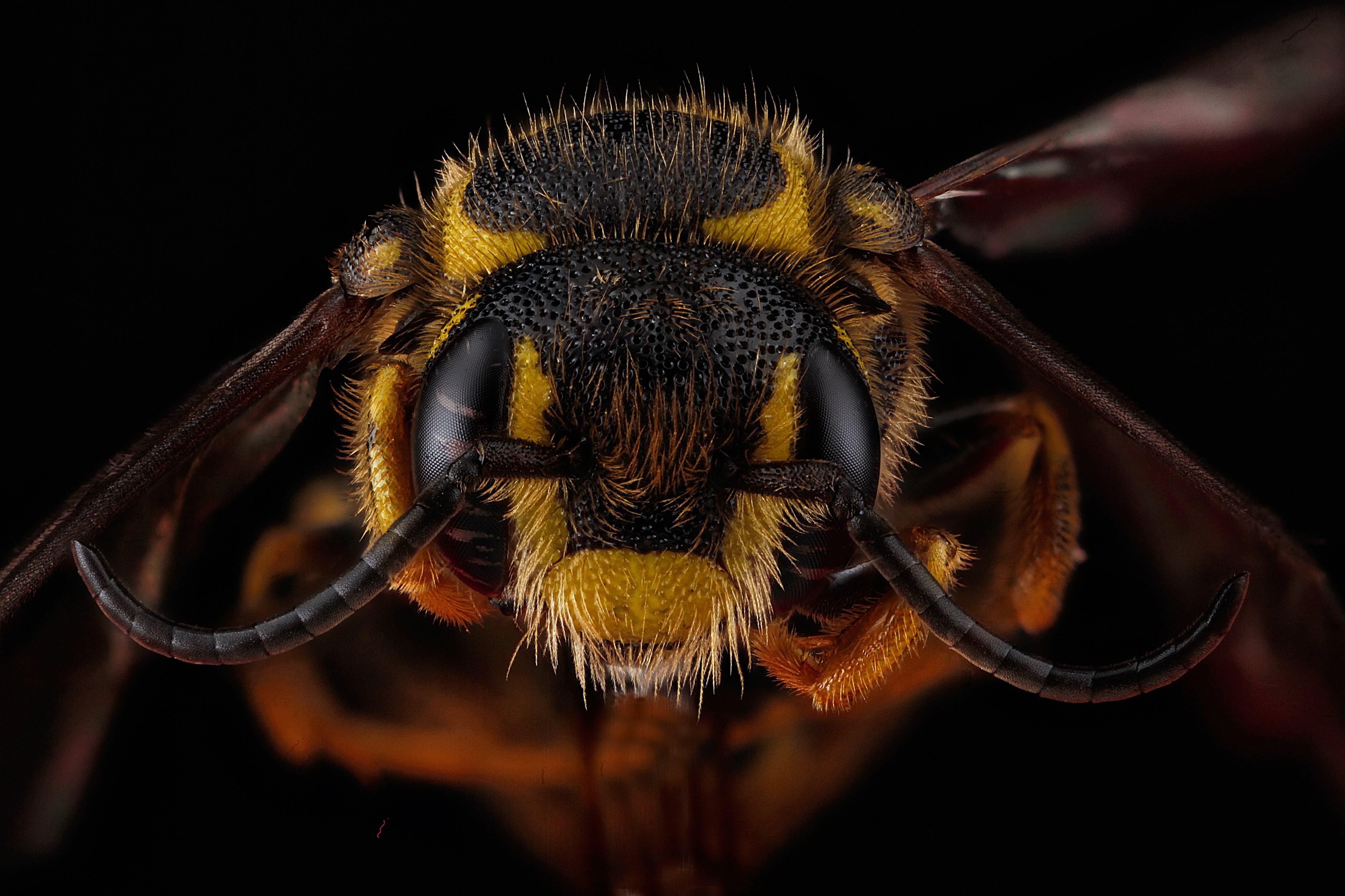 Paranthidium jugatorium front