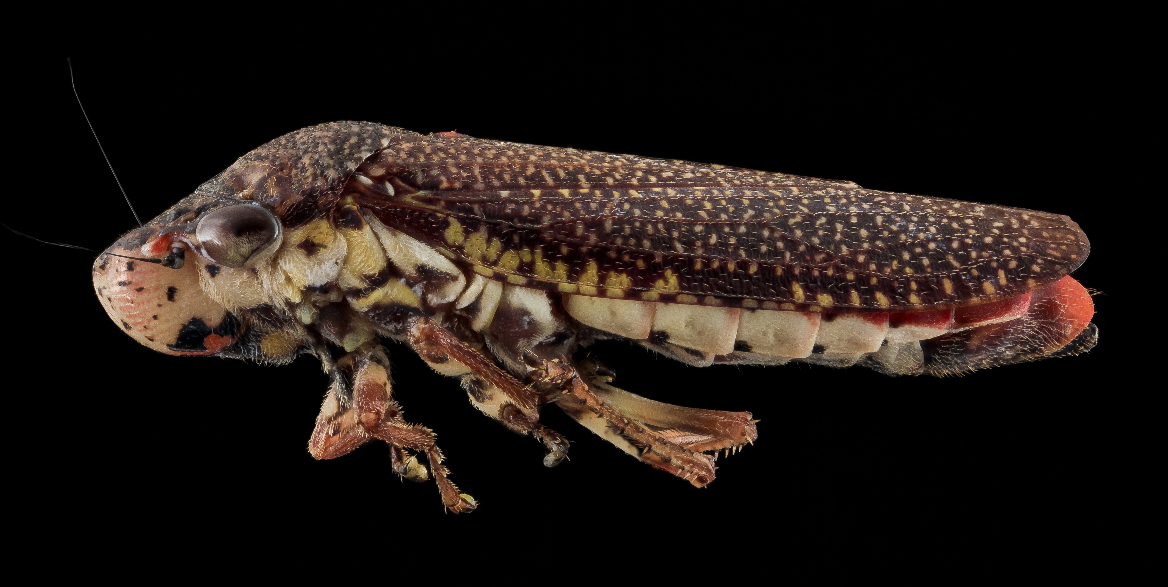 Paraulacizes irrorata