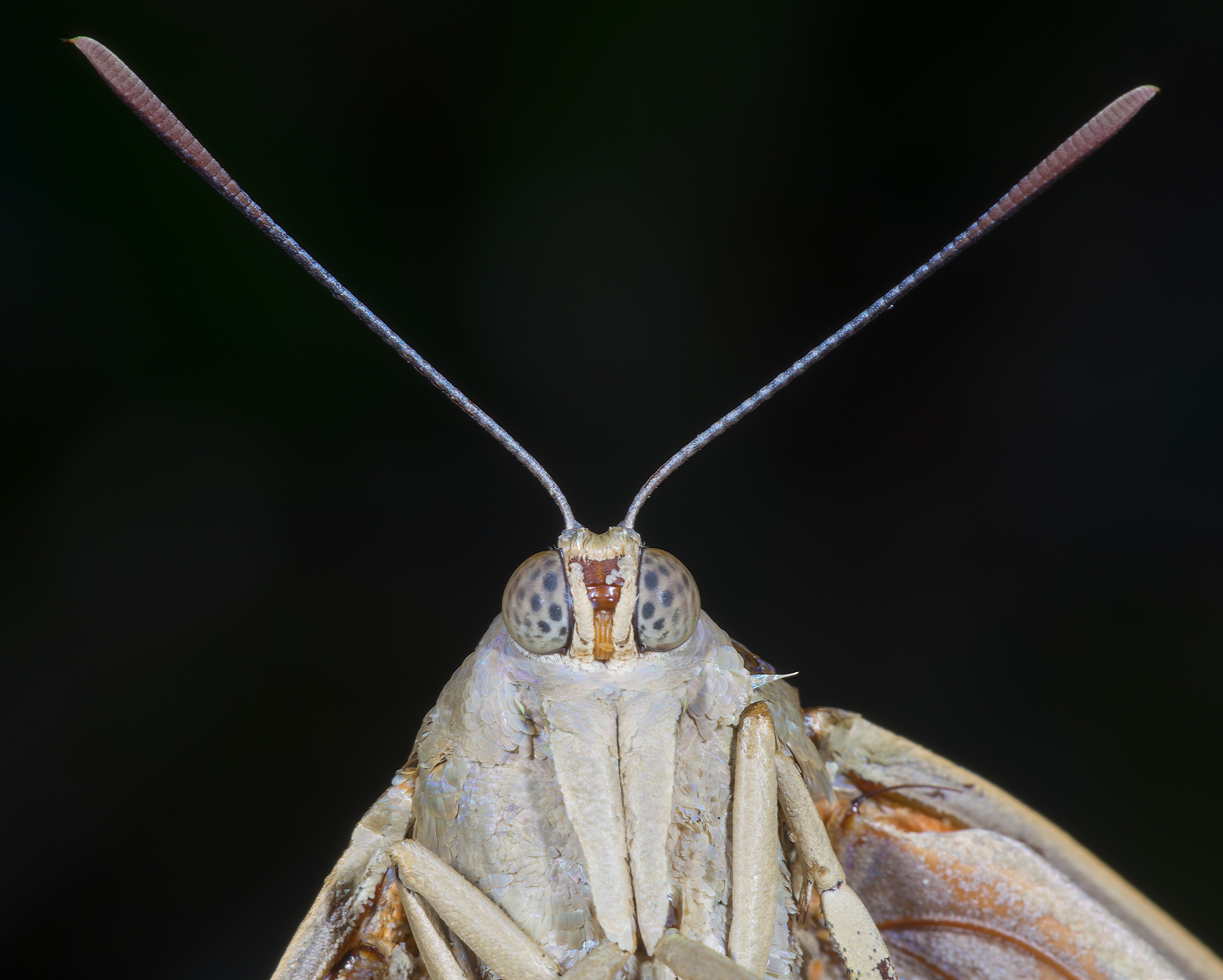 Paysandisia archon MHNT portrait