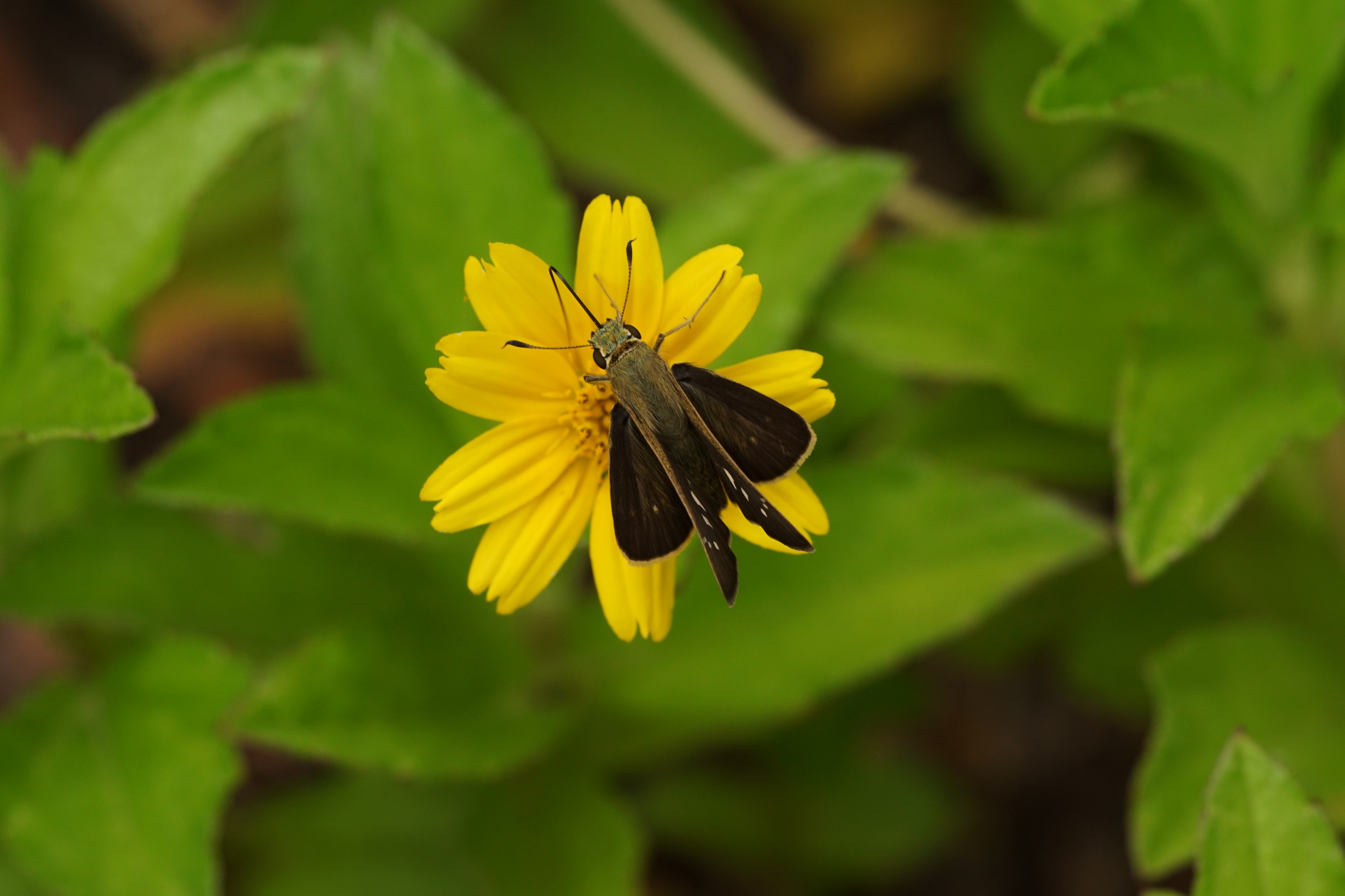 Pelopidas mathias? 07039