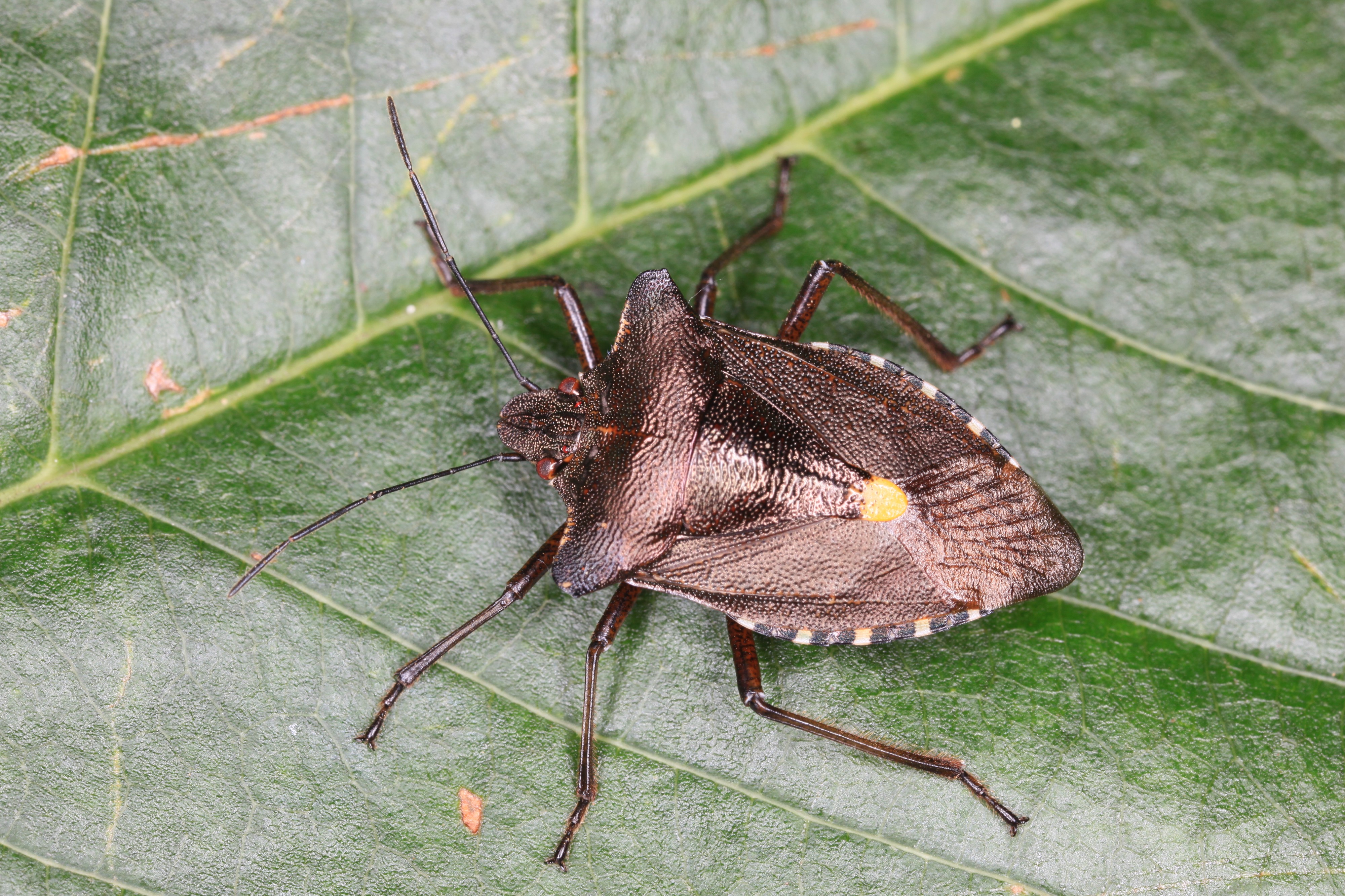 Pentatoma rufipes at a cherry leaf