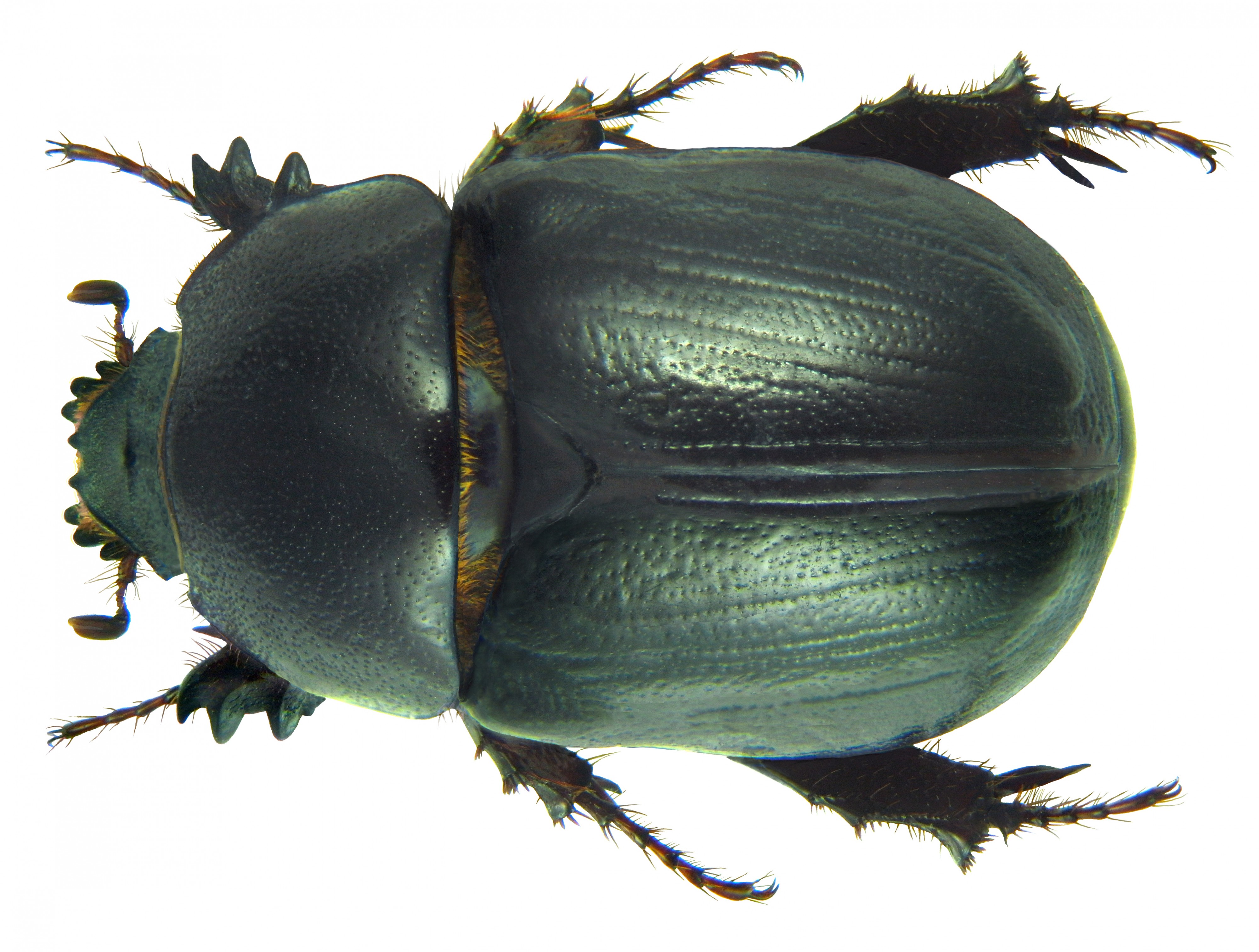 Pentodon algerinum dispar Baudi, 1870 (6204319290)