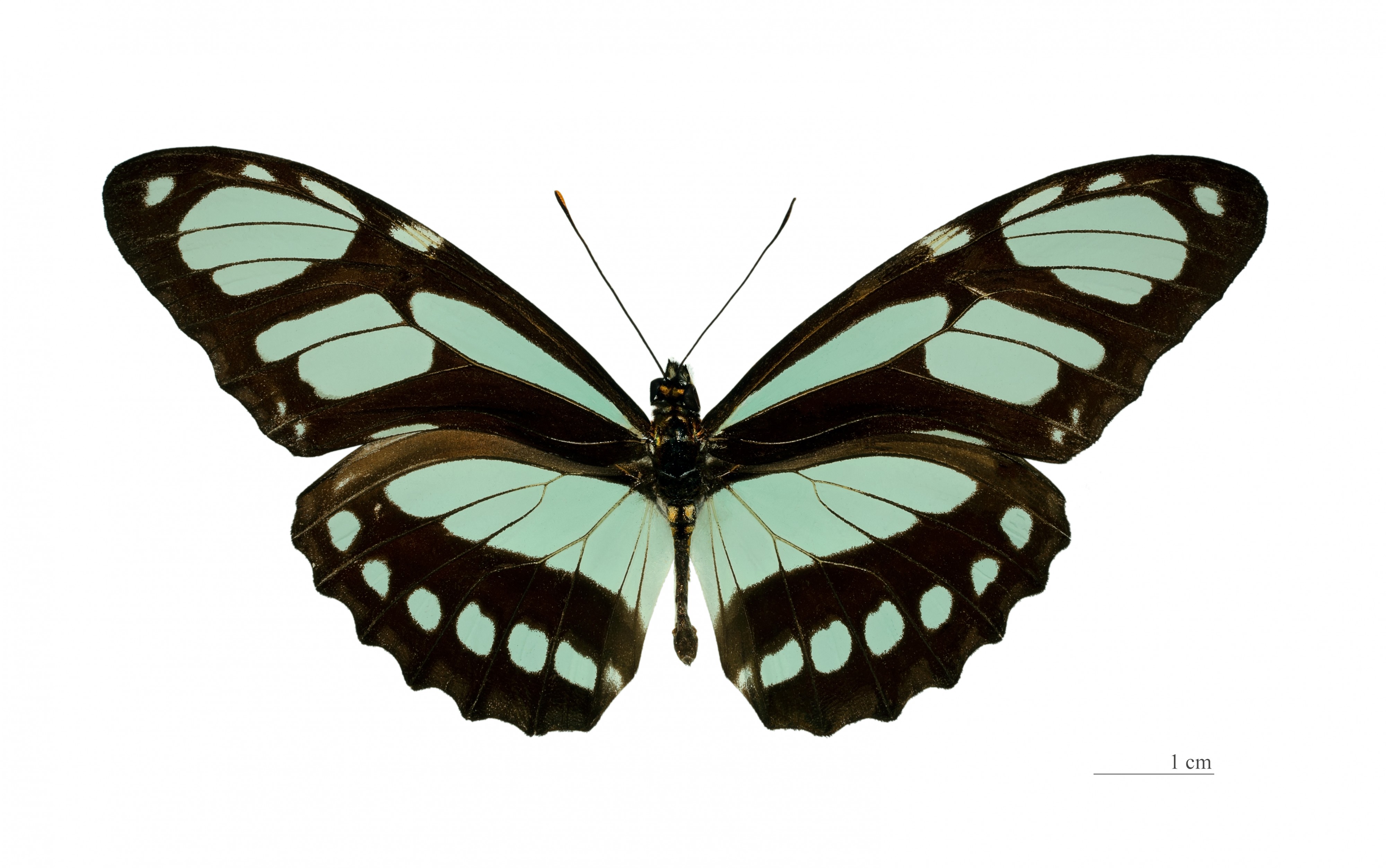 Philaethria pygmalion MHNT dos