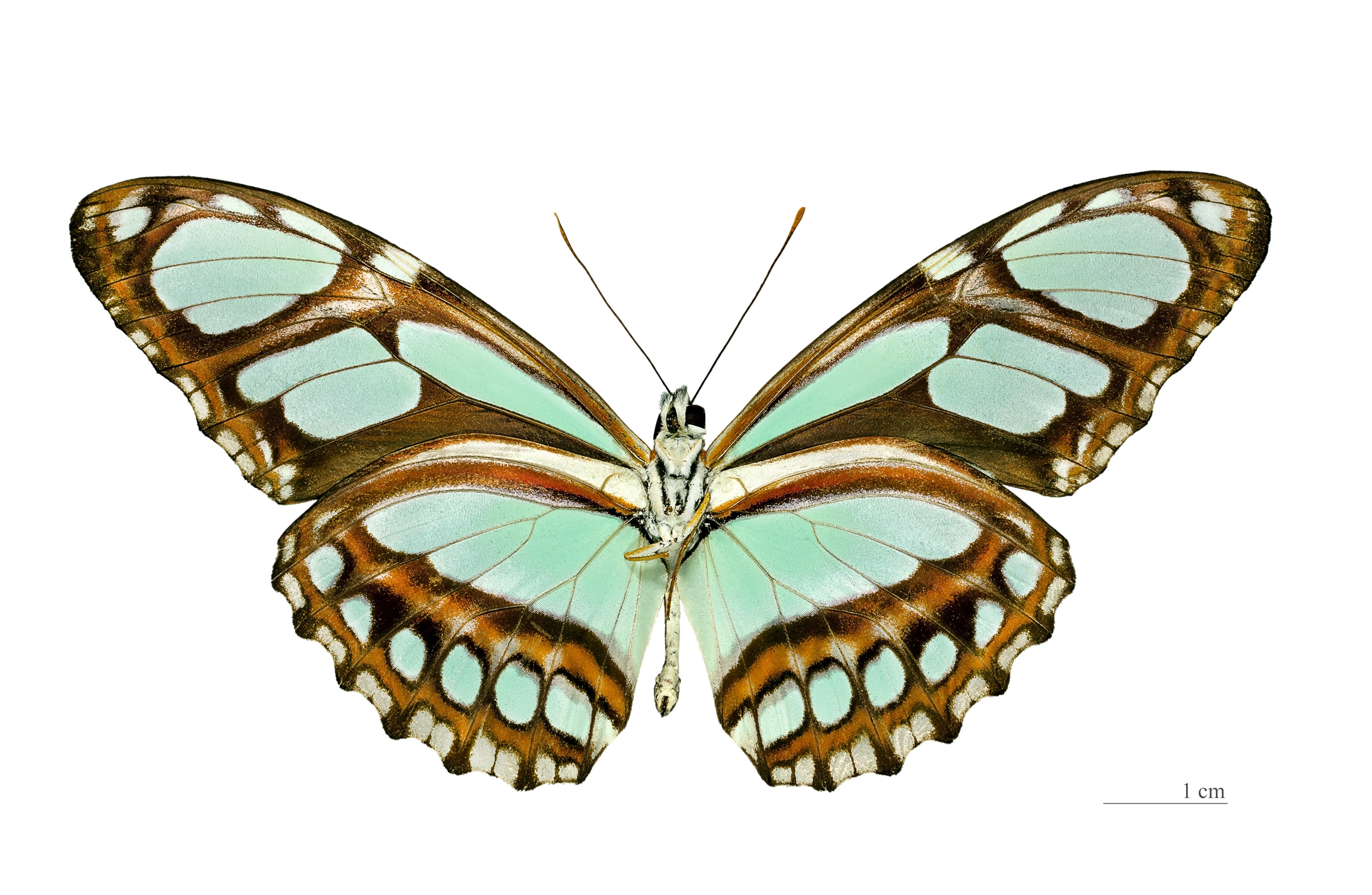 Philaethria pygmalion MHNT ventre