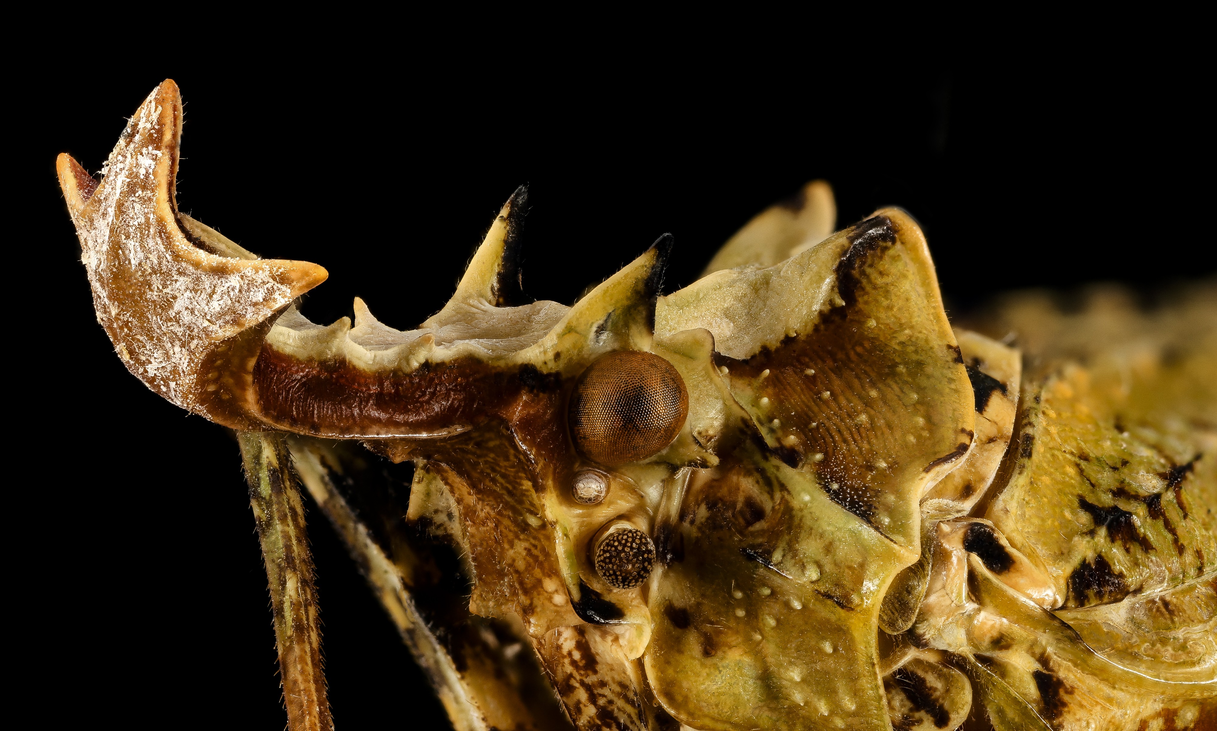 Phrictus ocellatus, venezuala 2016-02-23-20.58