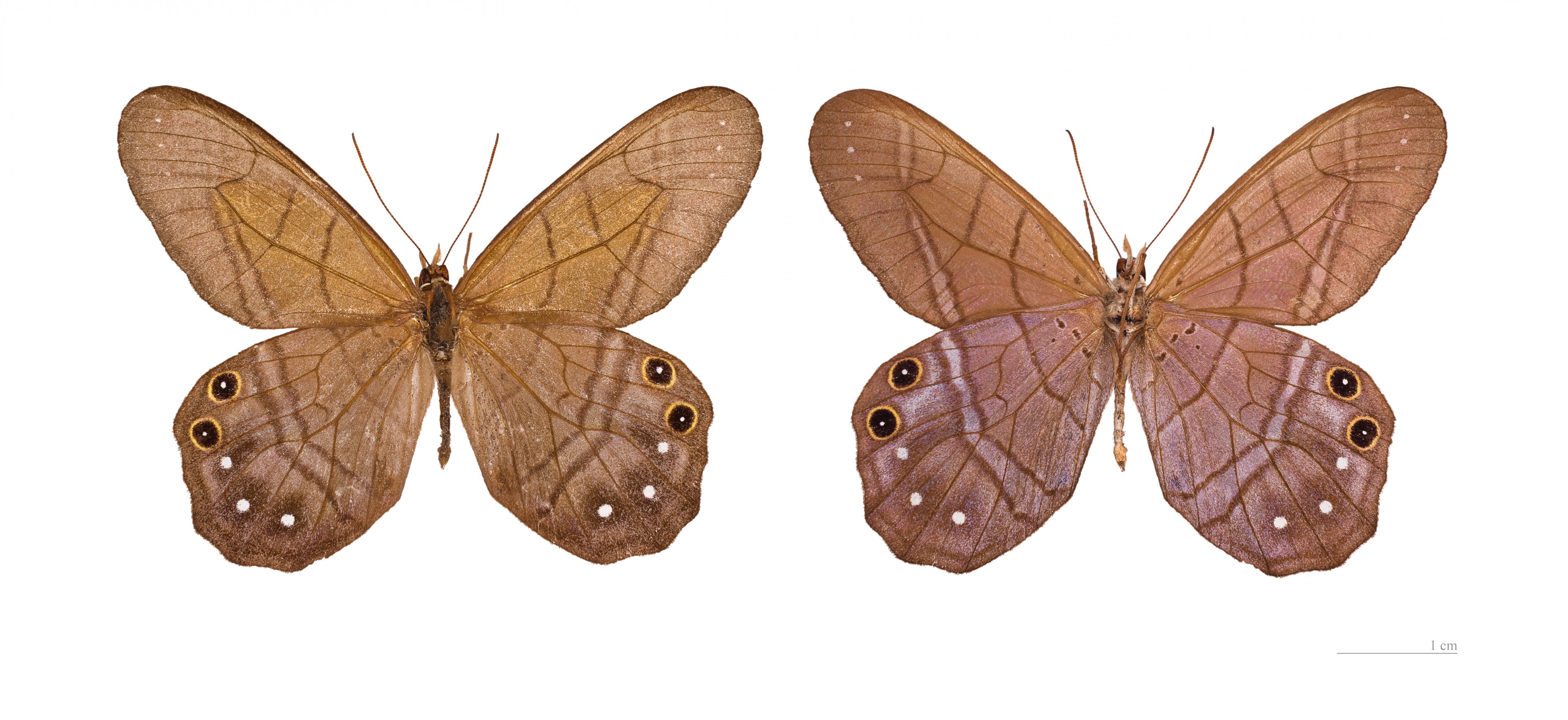 Pierella astyoche MHNT