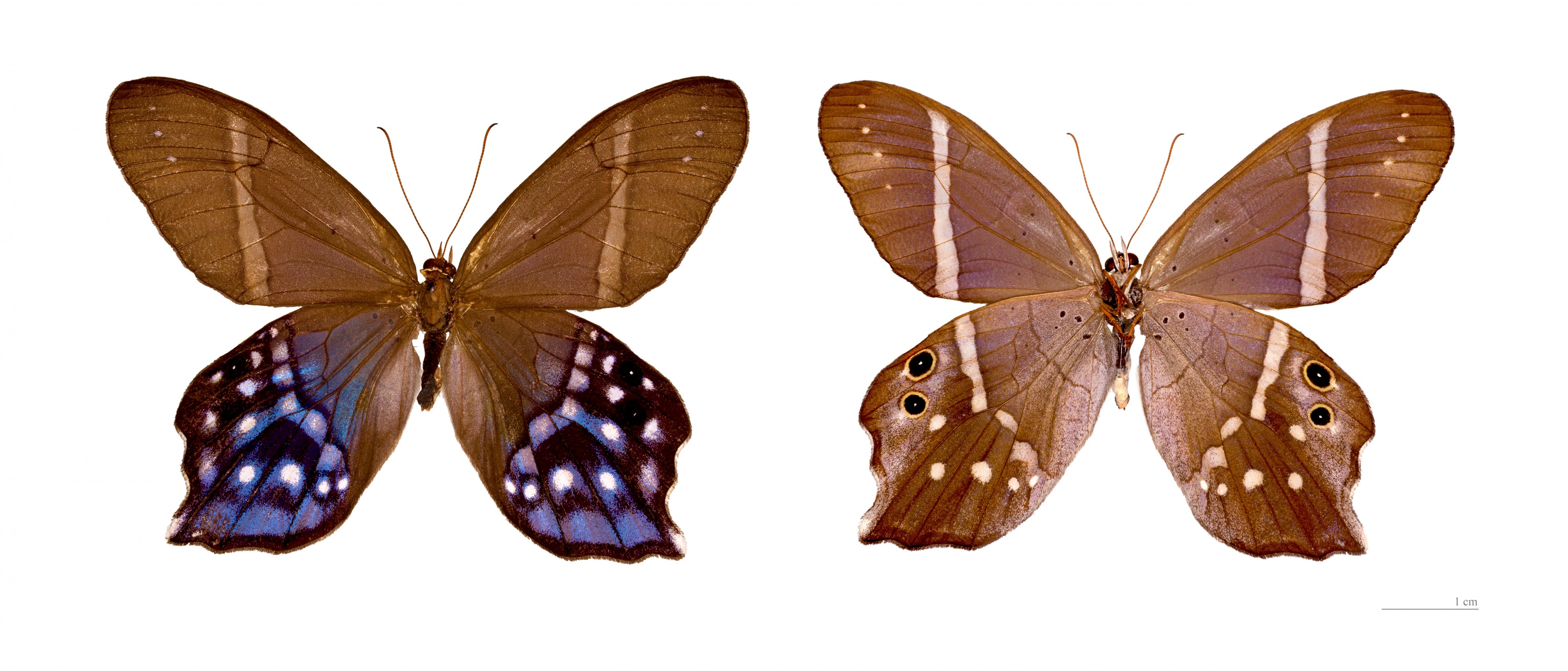 Pierella hyalinus hyalinus MHNT