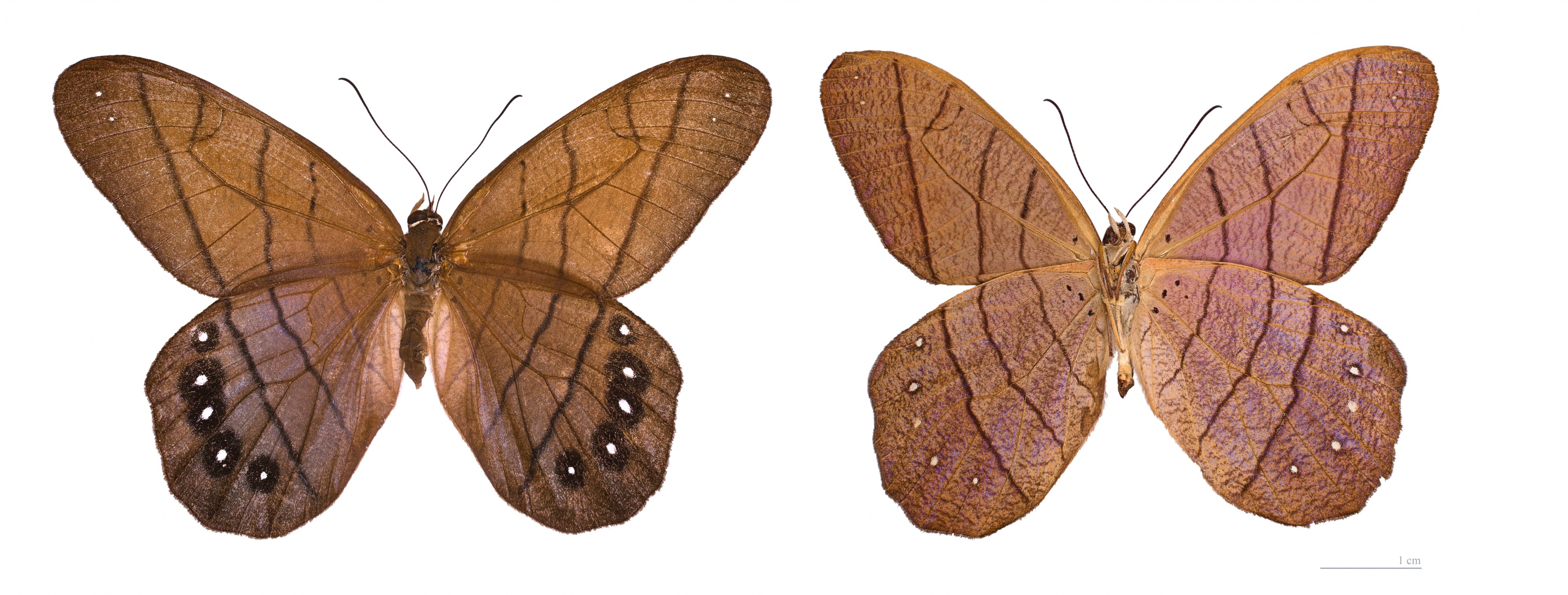 Pierella lamia MHNT