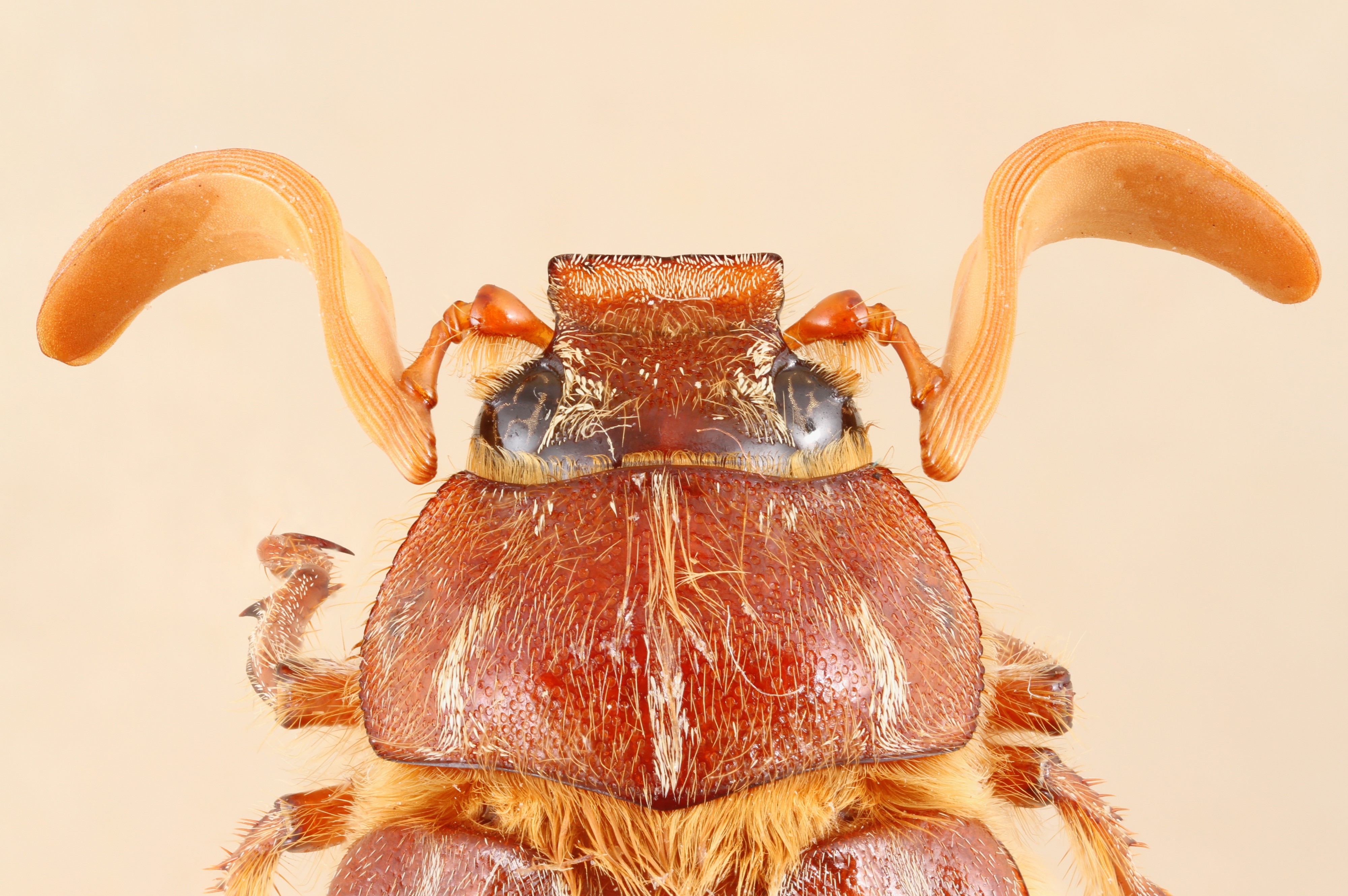 Polyphylla monahansensis