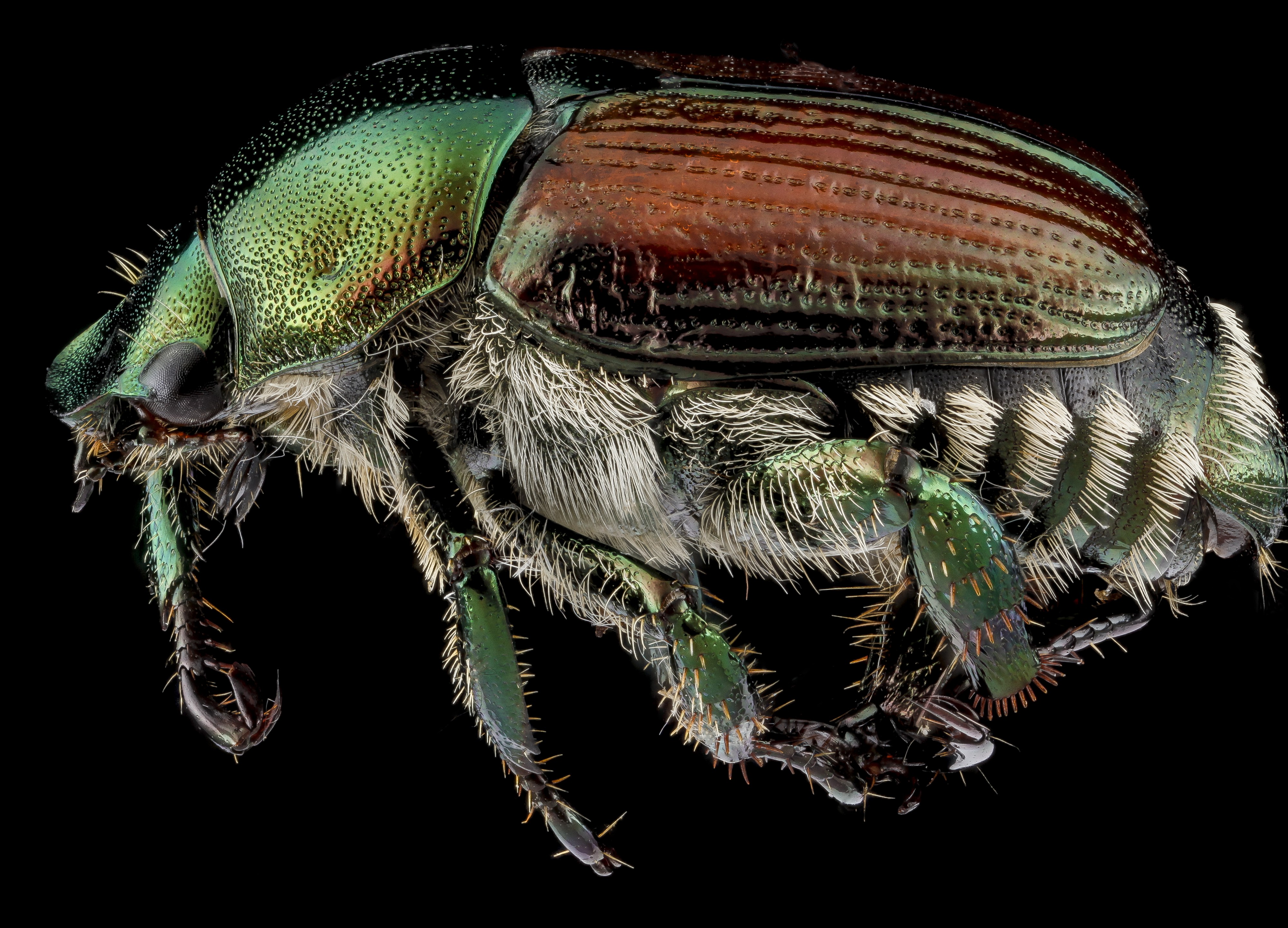 Popillia japonica, unknown, side 2012-07-24-15.16.39 ZS PMax (8430126113)