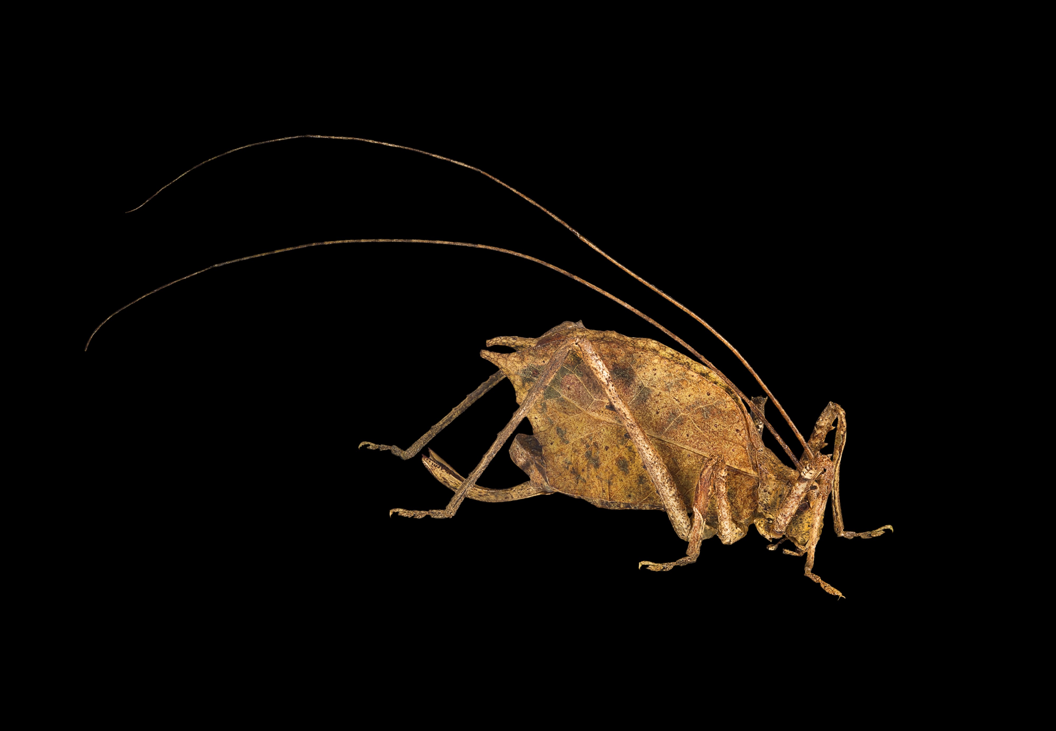 Porphyromma speciosa MHNT