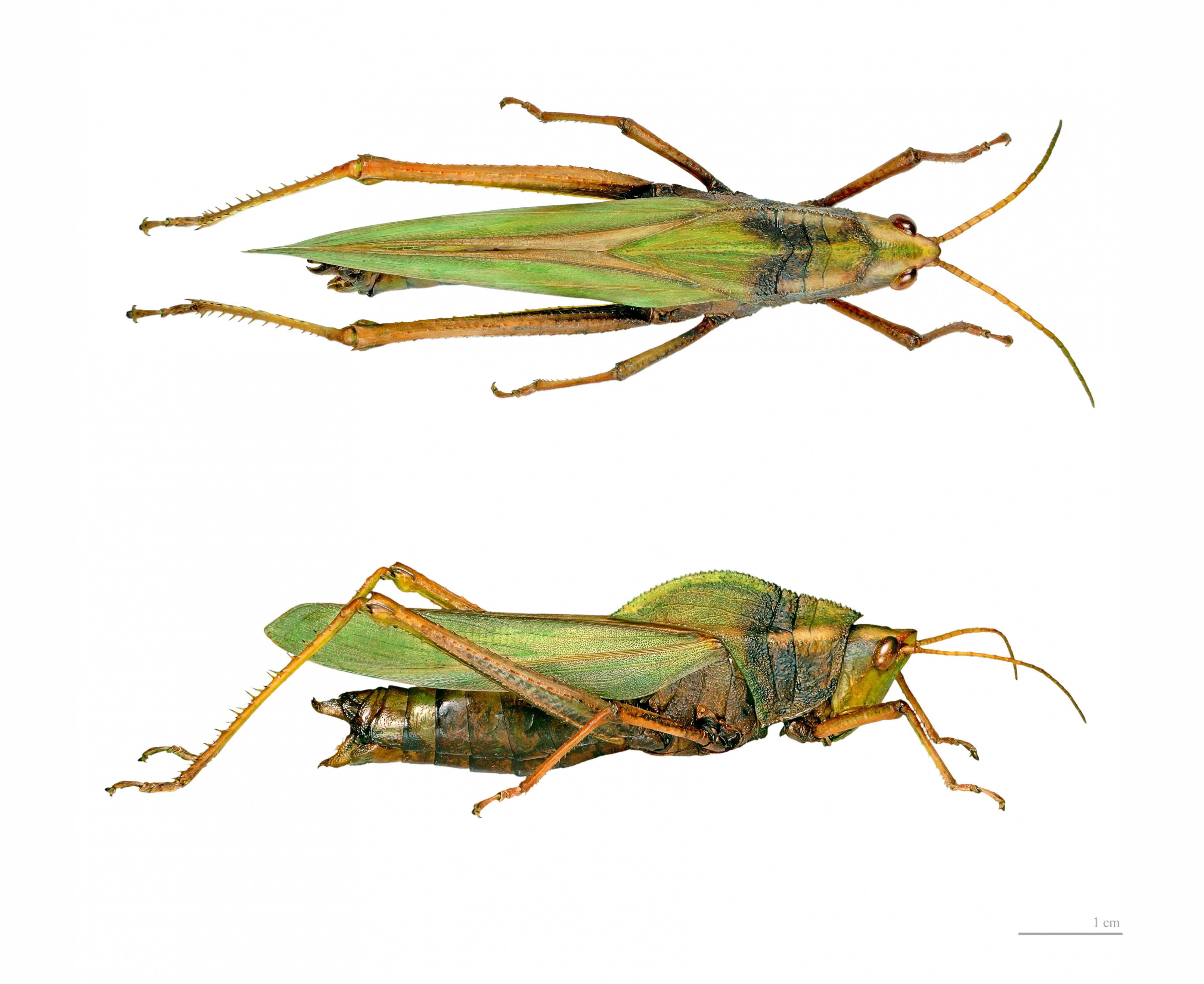Prionolopha serrata MHNT double