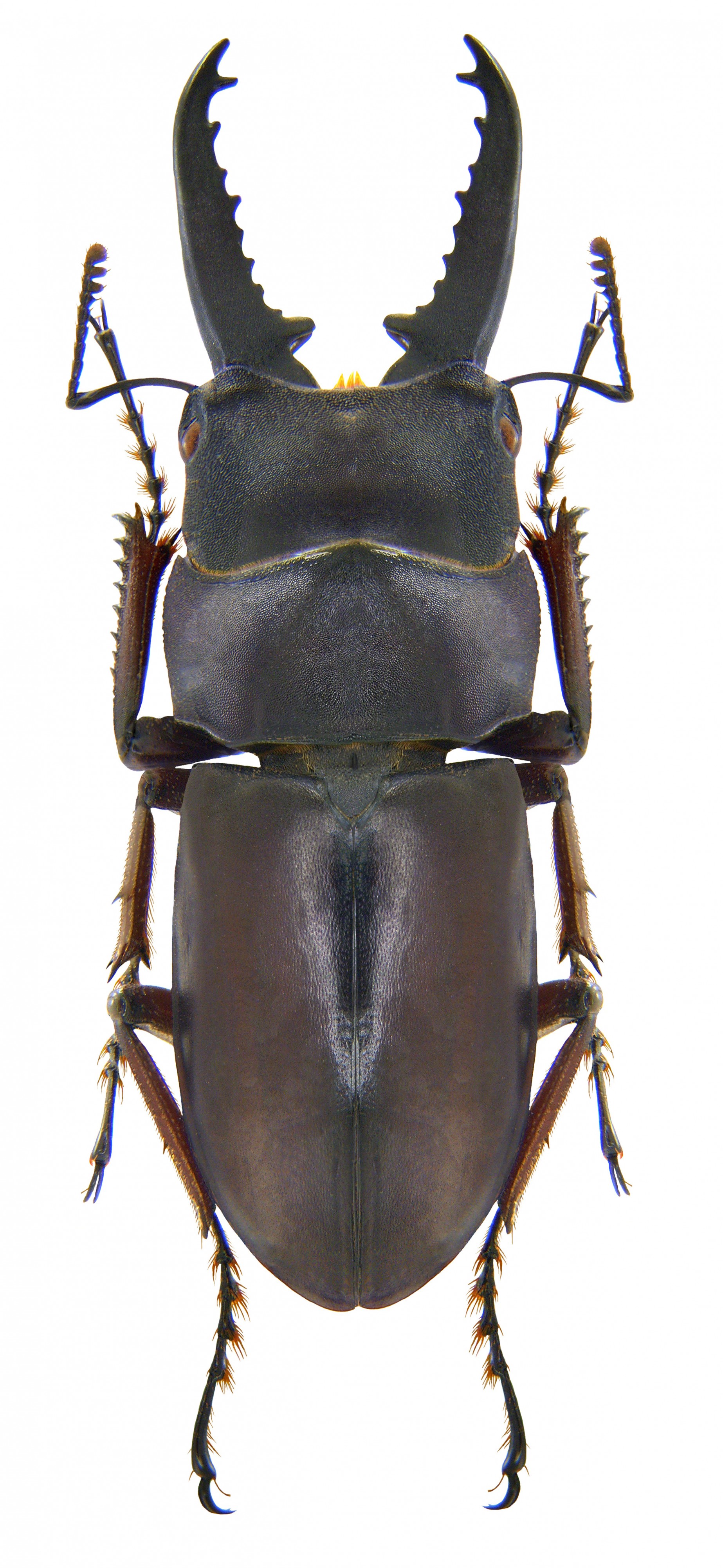 Prosopocoilus buddha kuijteni (Bomans, 1978) male (3951090262)