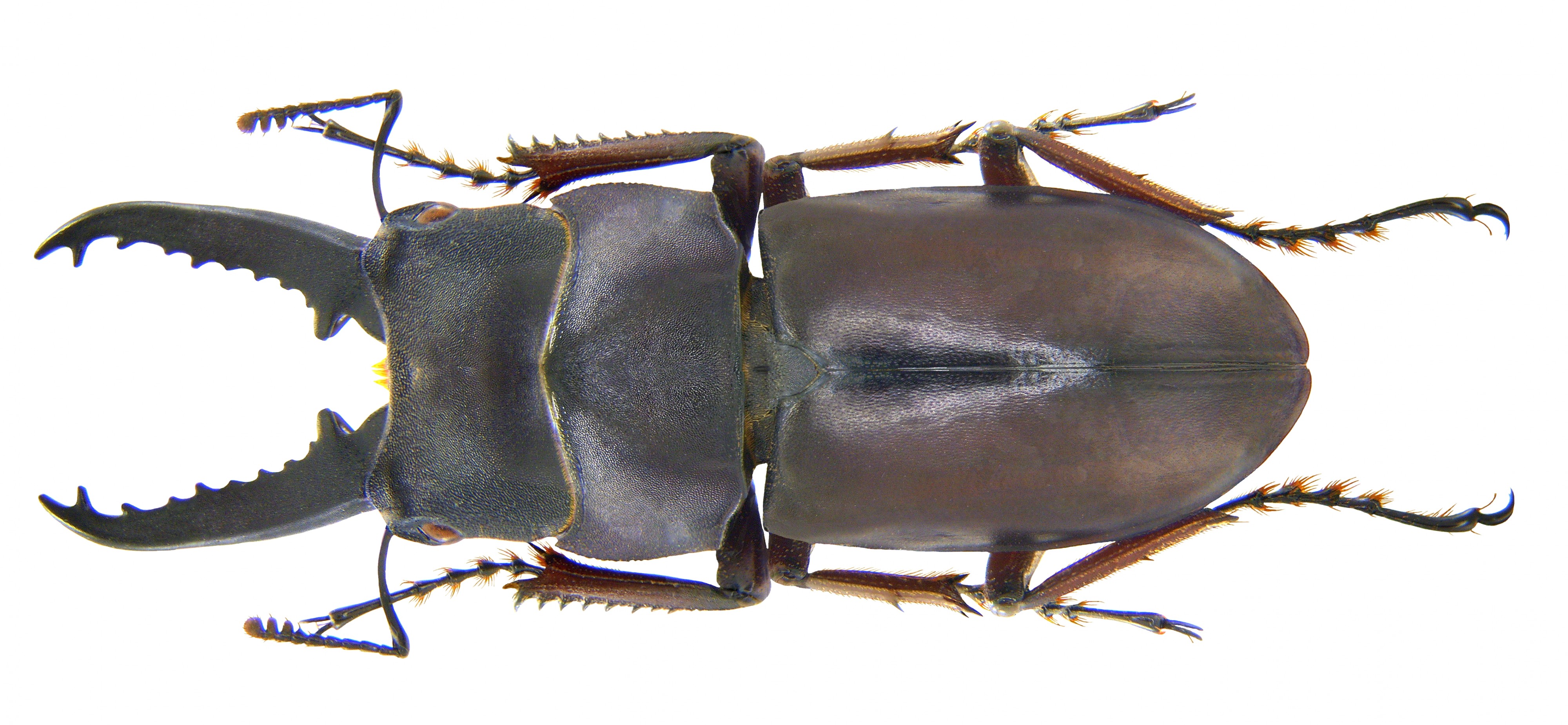 Prosopocoilus buddha kuijteni (Bomans, 1978) male (3951090262) (2)