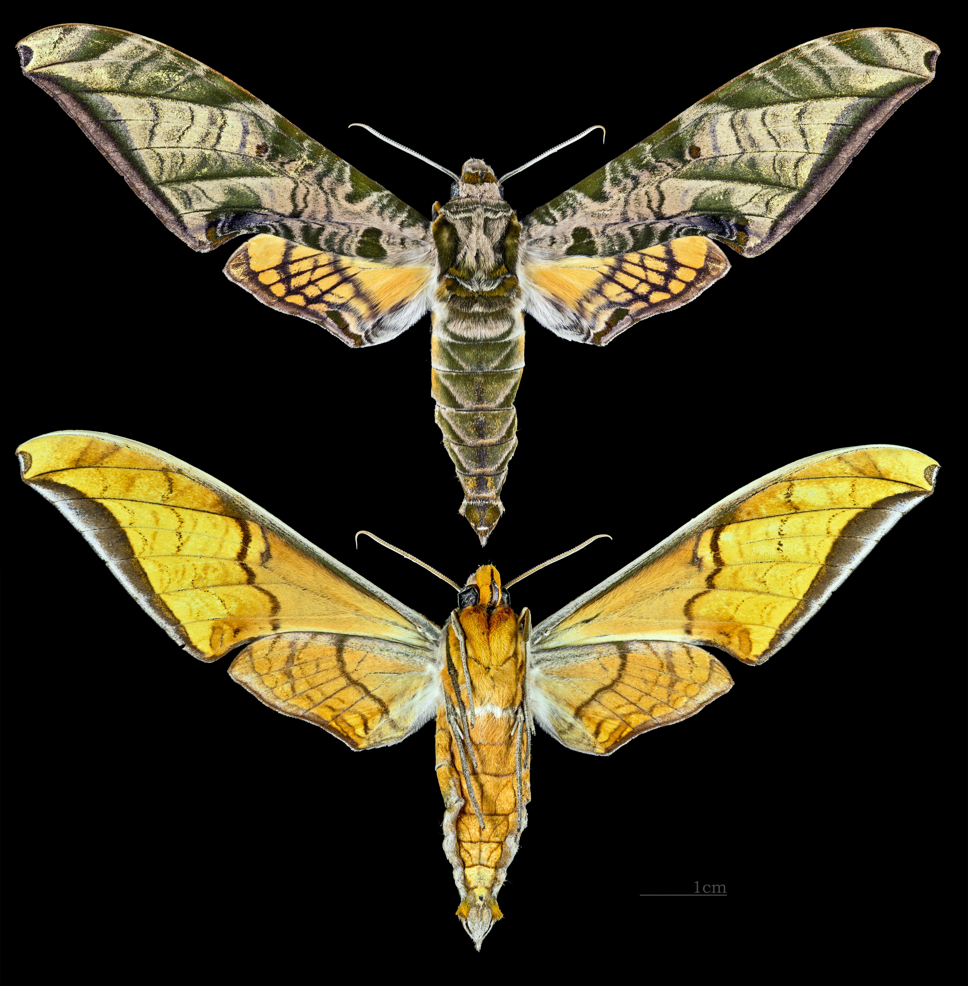 Protambulyx eurycles MHNT CUT 2010 0 29 Cali Colombia male