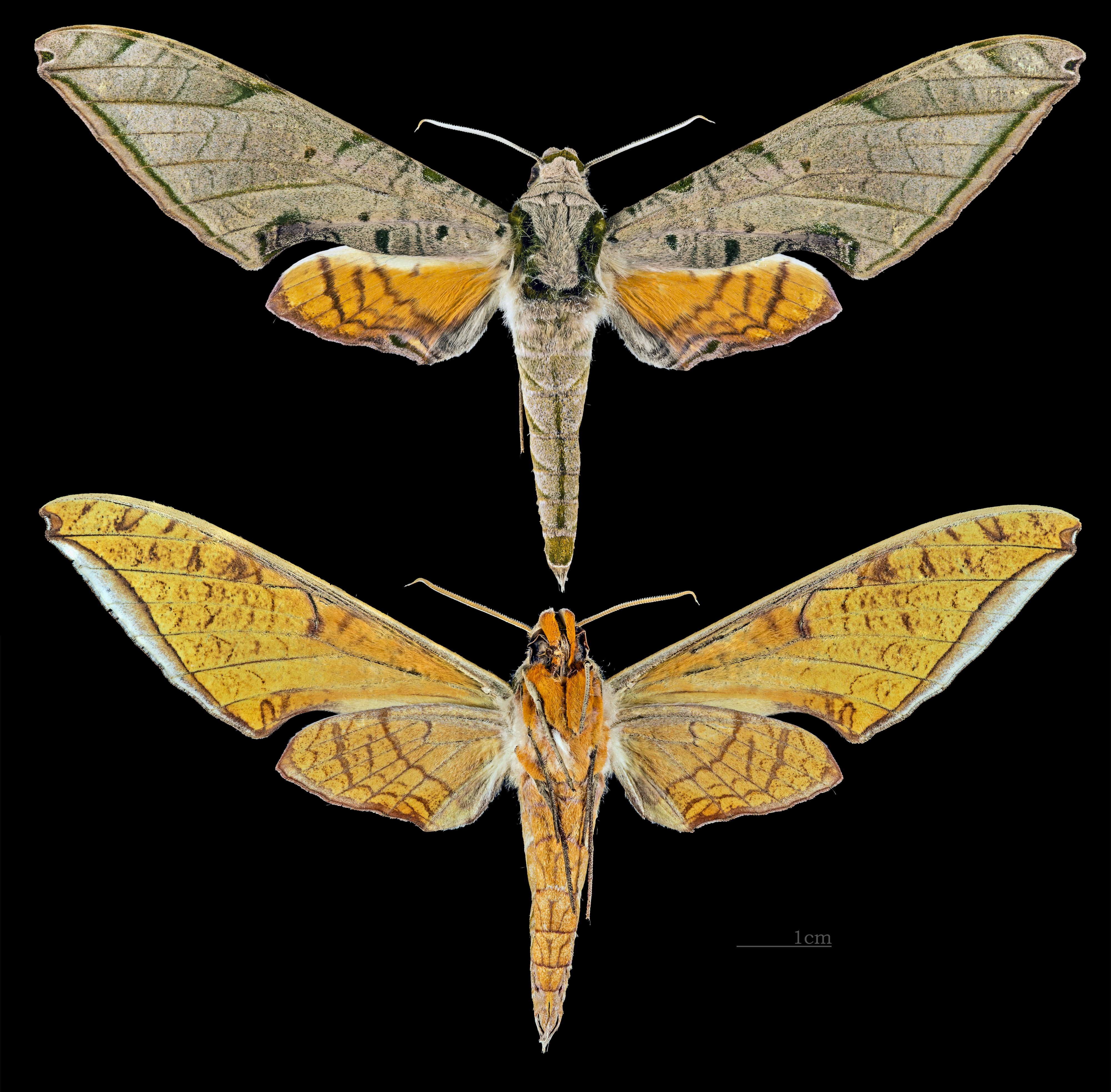 Protambulyx strigilis MHNT CUT 2010 0 39 Brasil male