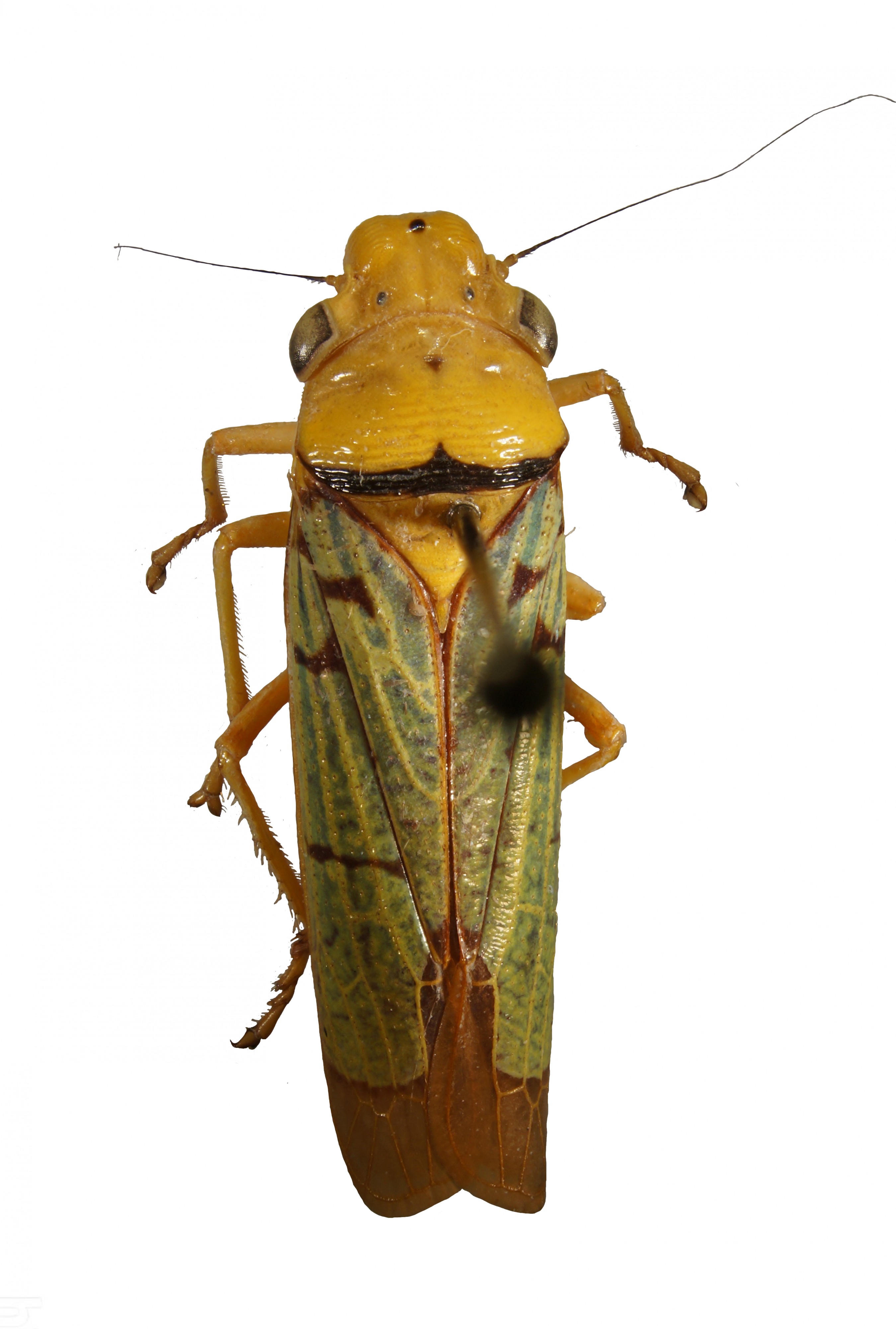 Pseudometopia amblardii