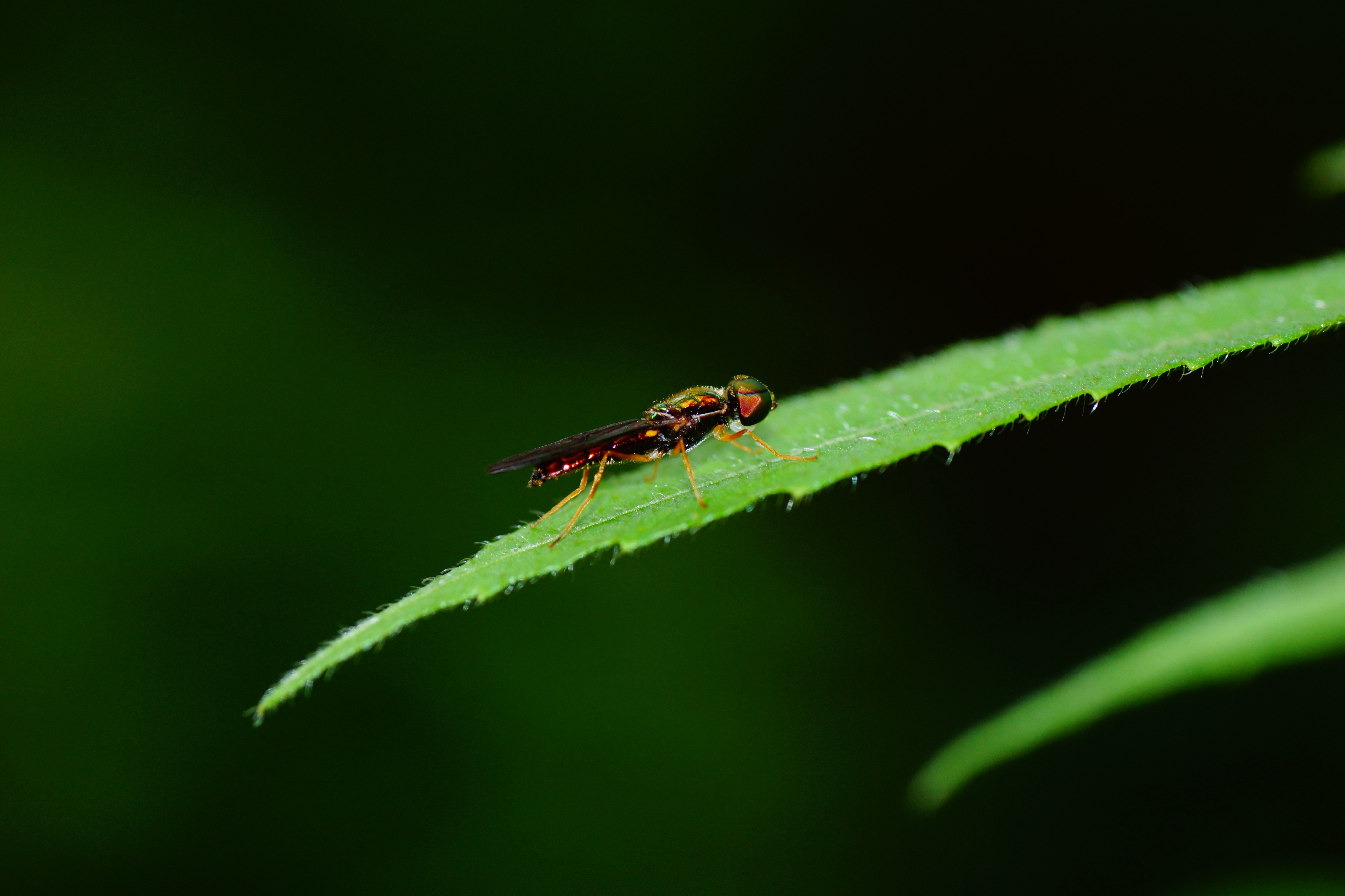 Ptecticus elongatus 01478