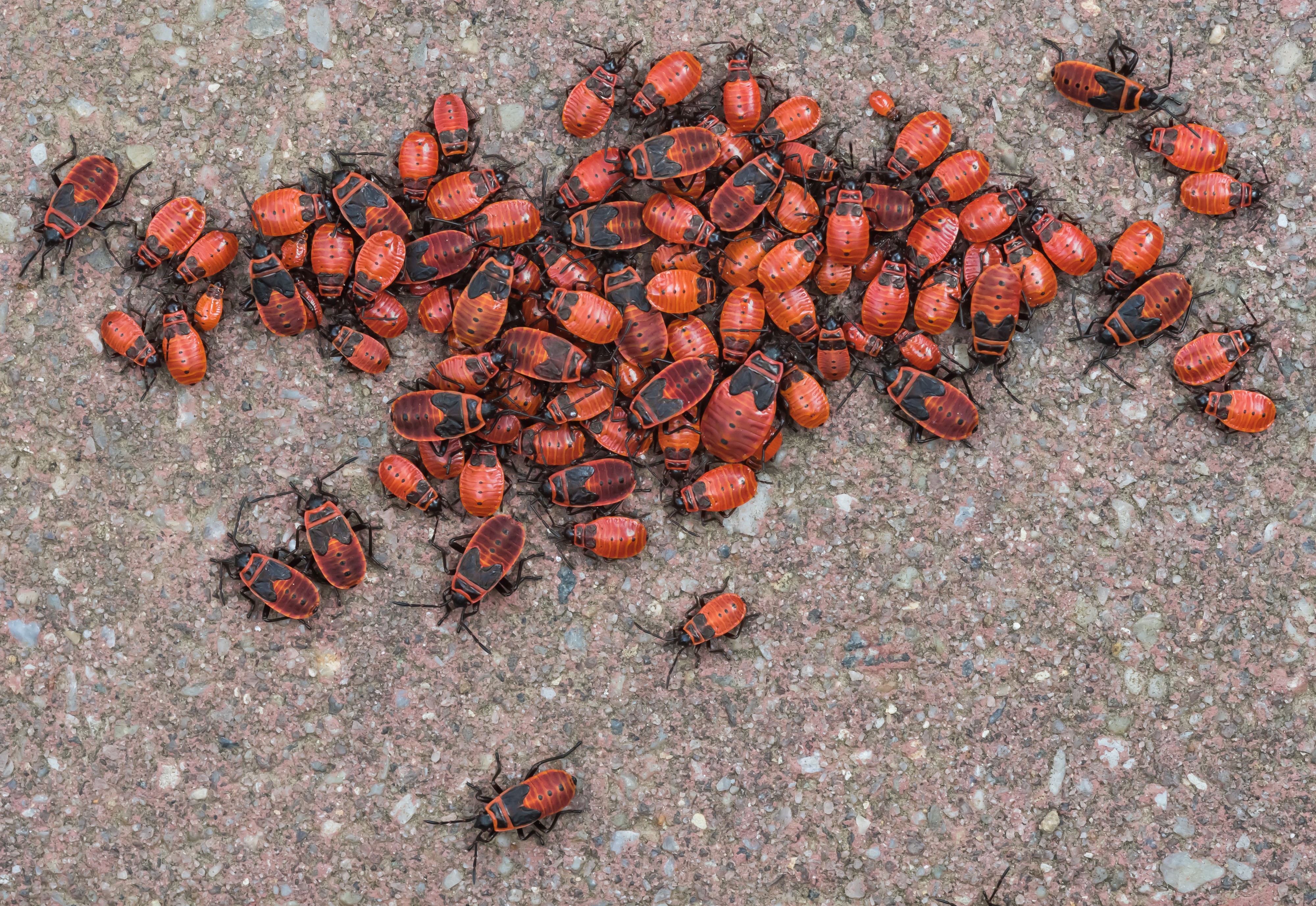 Pyrrhocoridae Feuerwanzen 17052015 3811