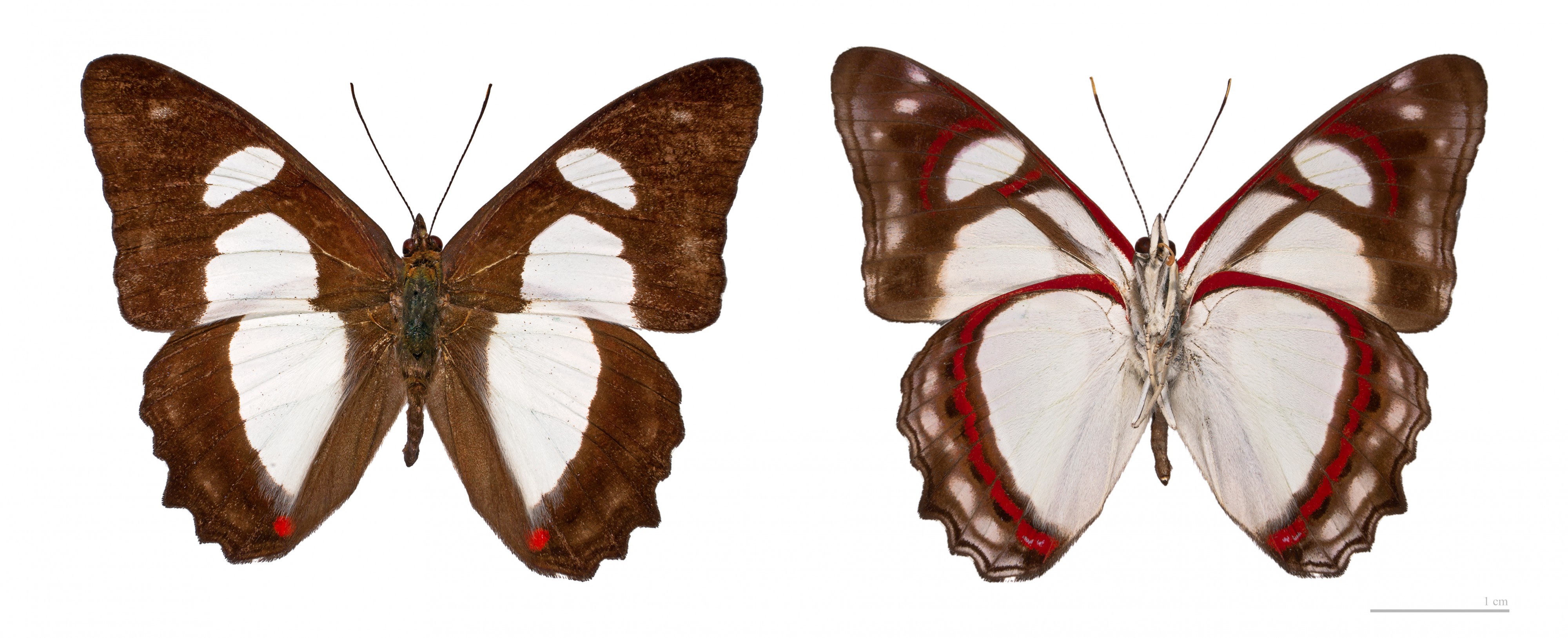 Pyrrhogyra amphiro agilis MHNT