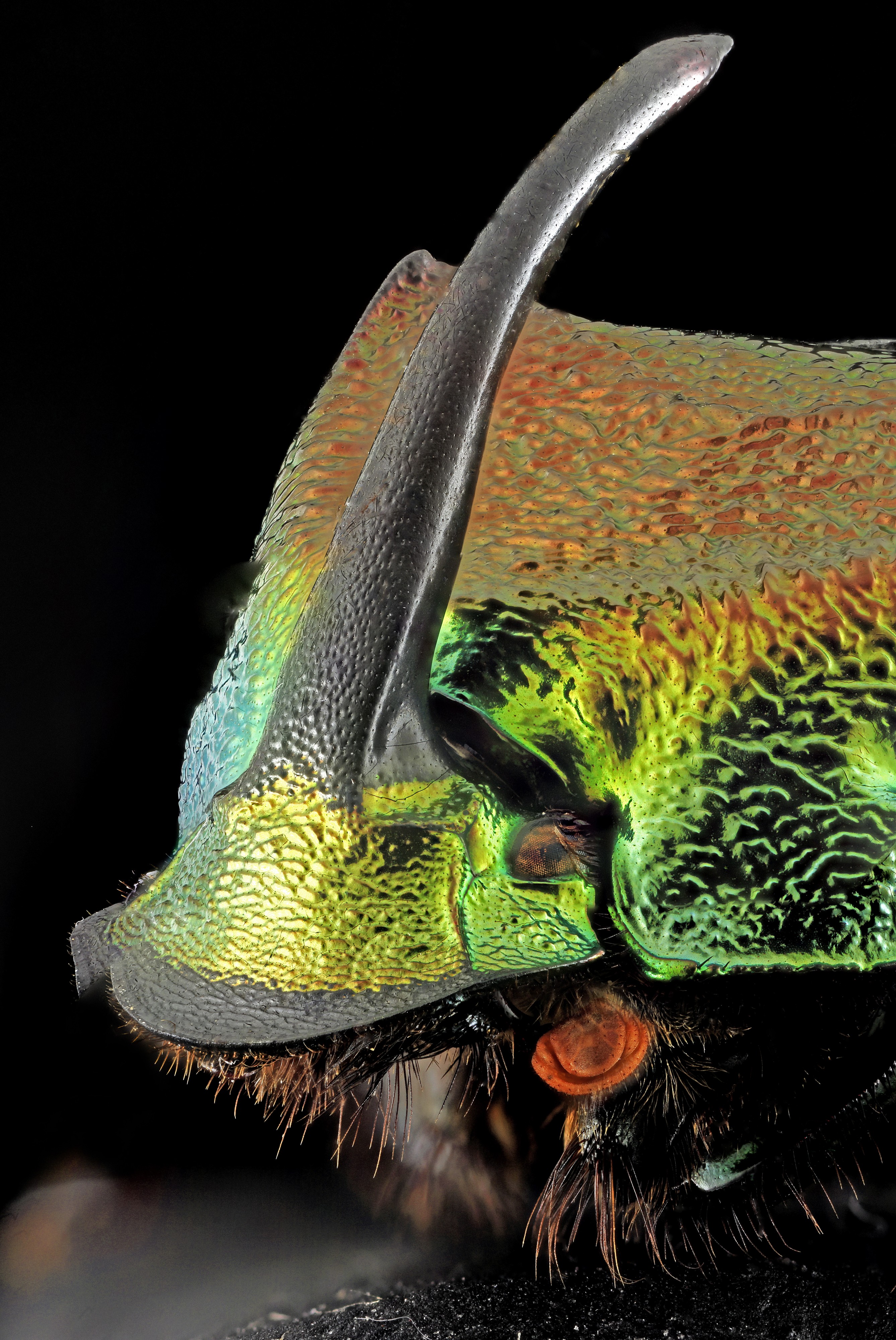 Rainbow Scarab, face1, silver spring, md 2013-12-31-14.48.26 ZS PMax Panorama2 (11678975526)