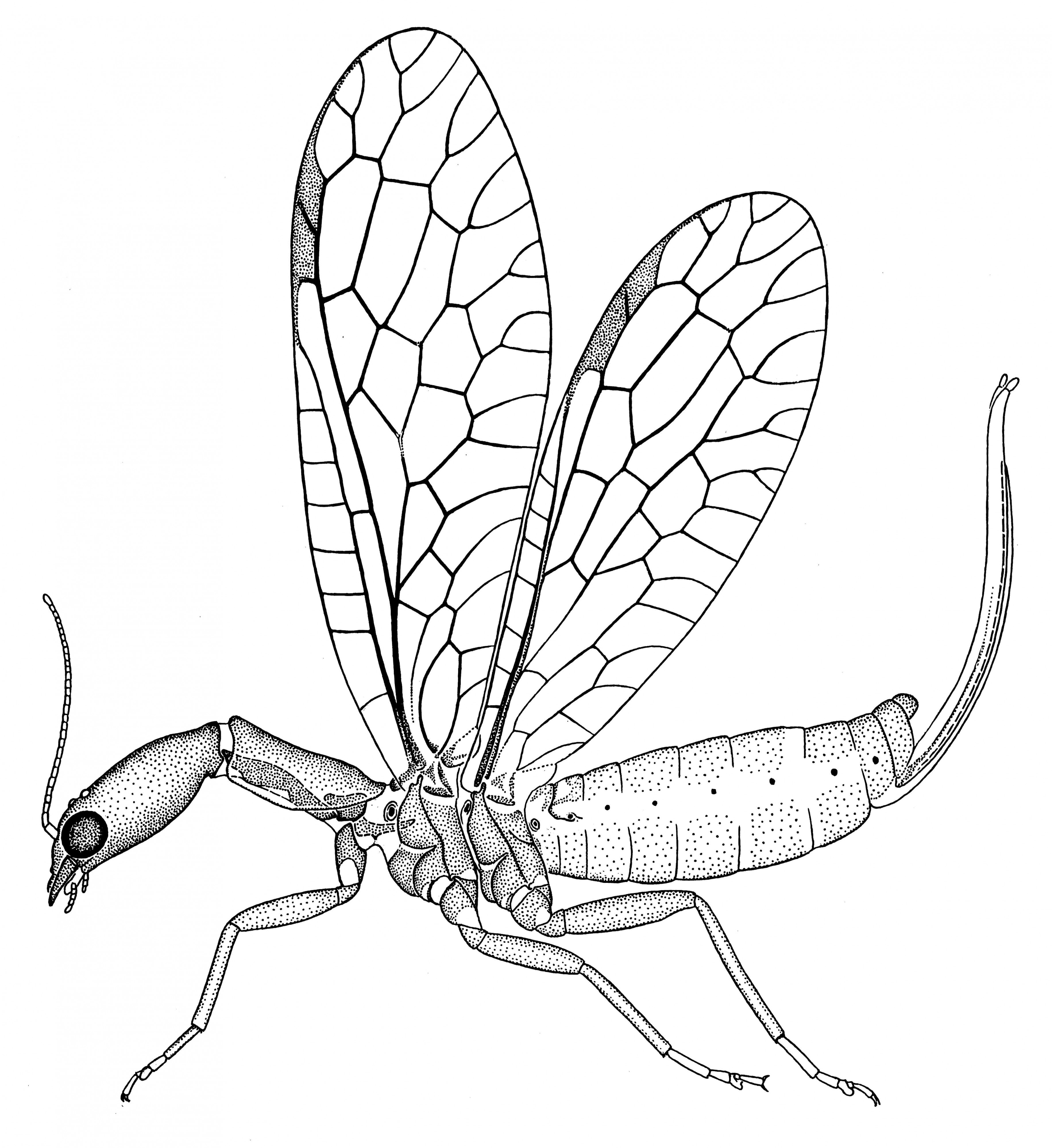 Raphidia-female-imago