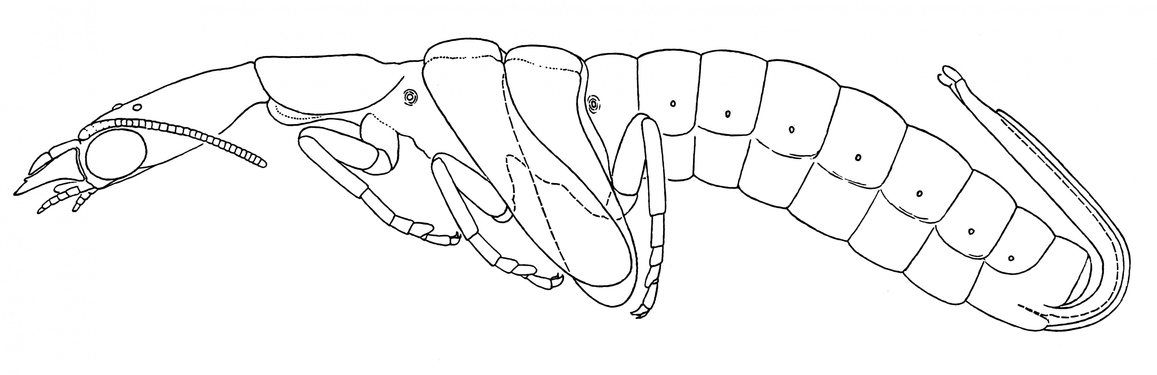Raphidia-pupa