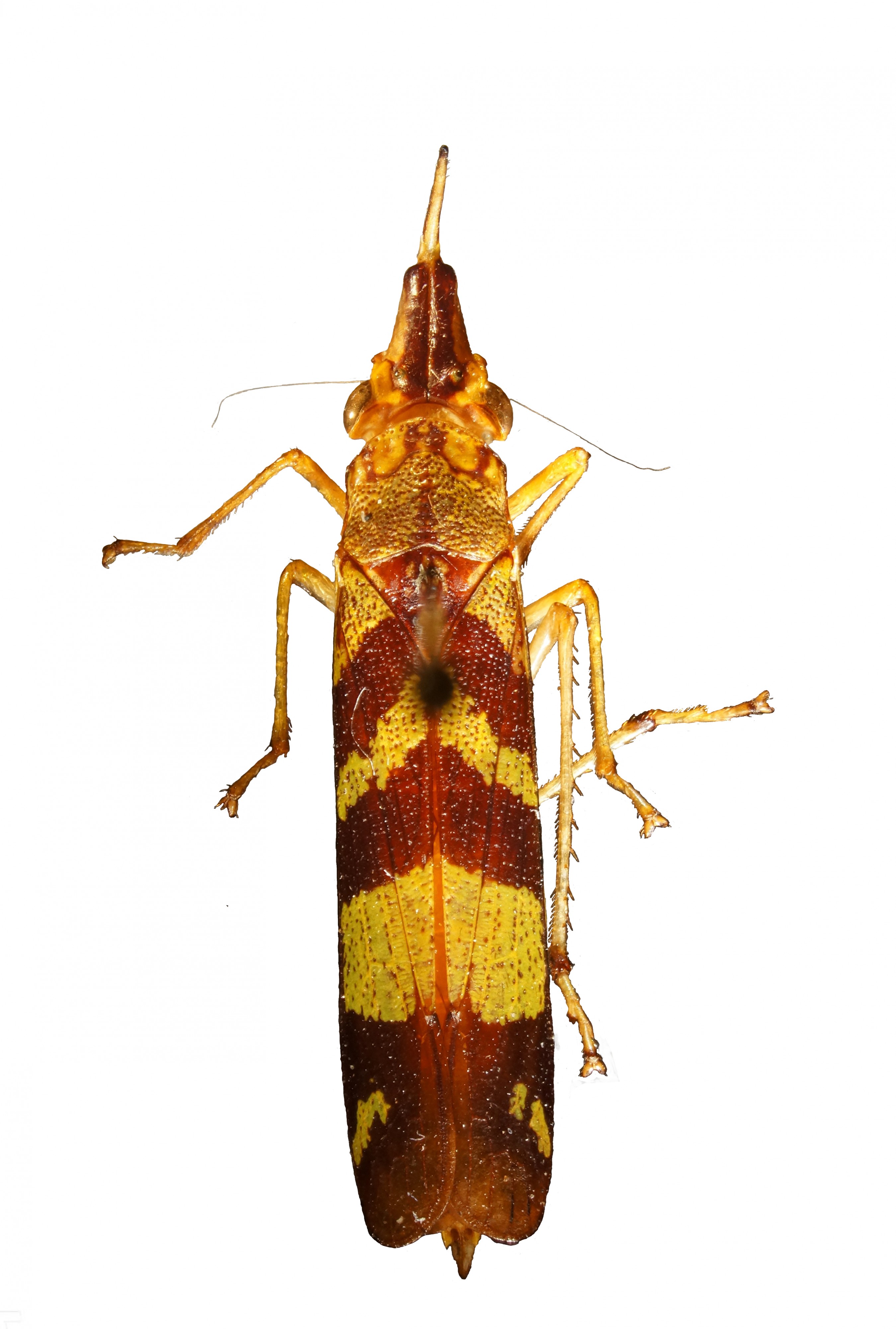 Raphirhinus phosphoreus