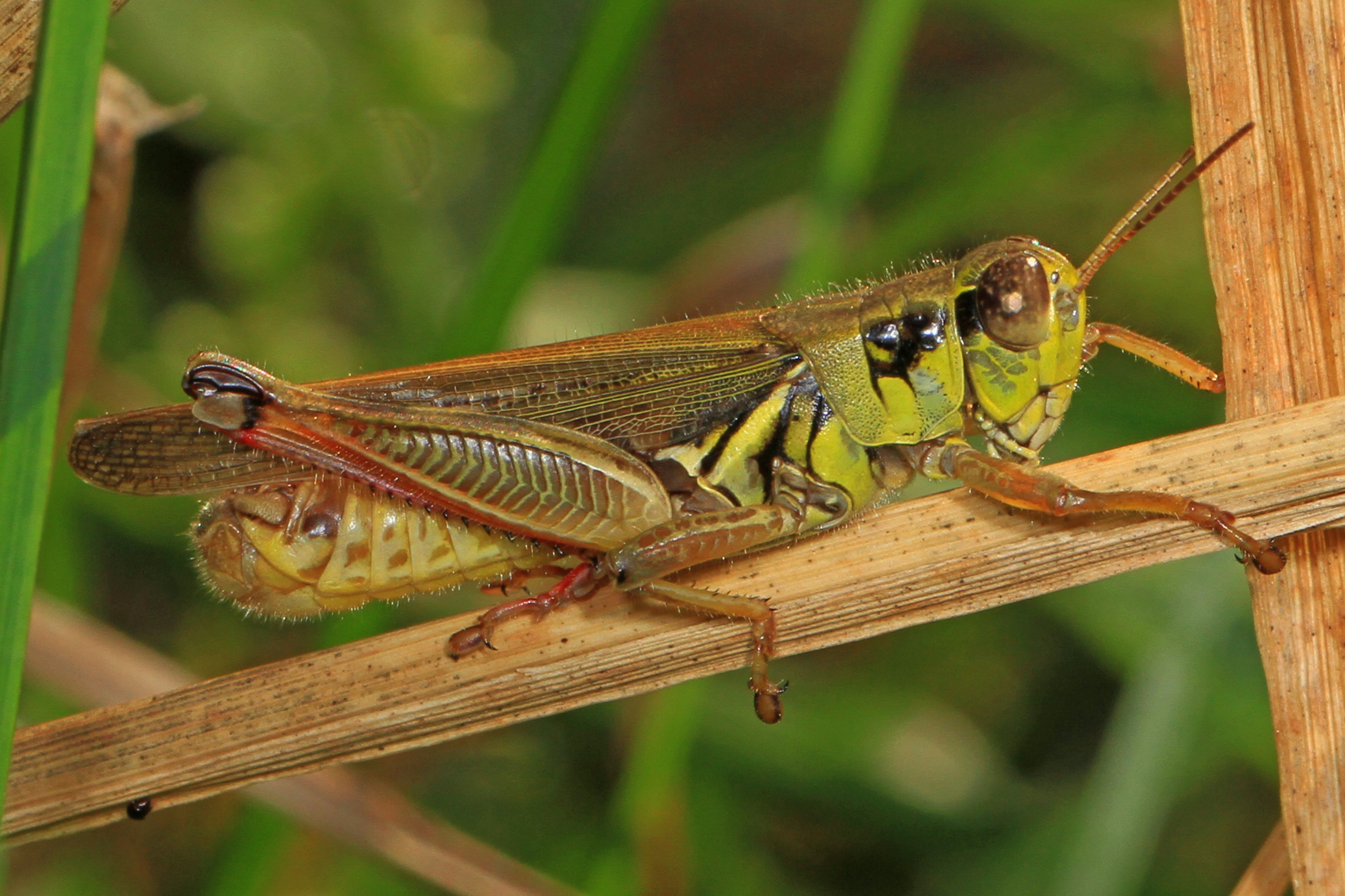 Red-legged Grasshopper - Melanoplus femurrubrum, Meadowood Farm SRMA, Mason Neck, Virginia - 29789321192