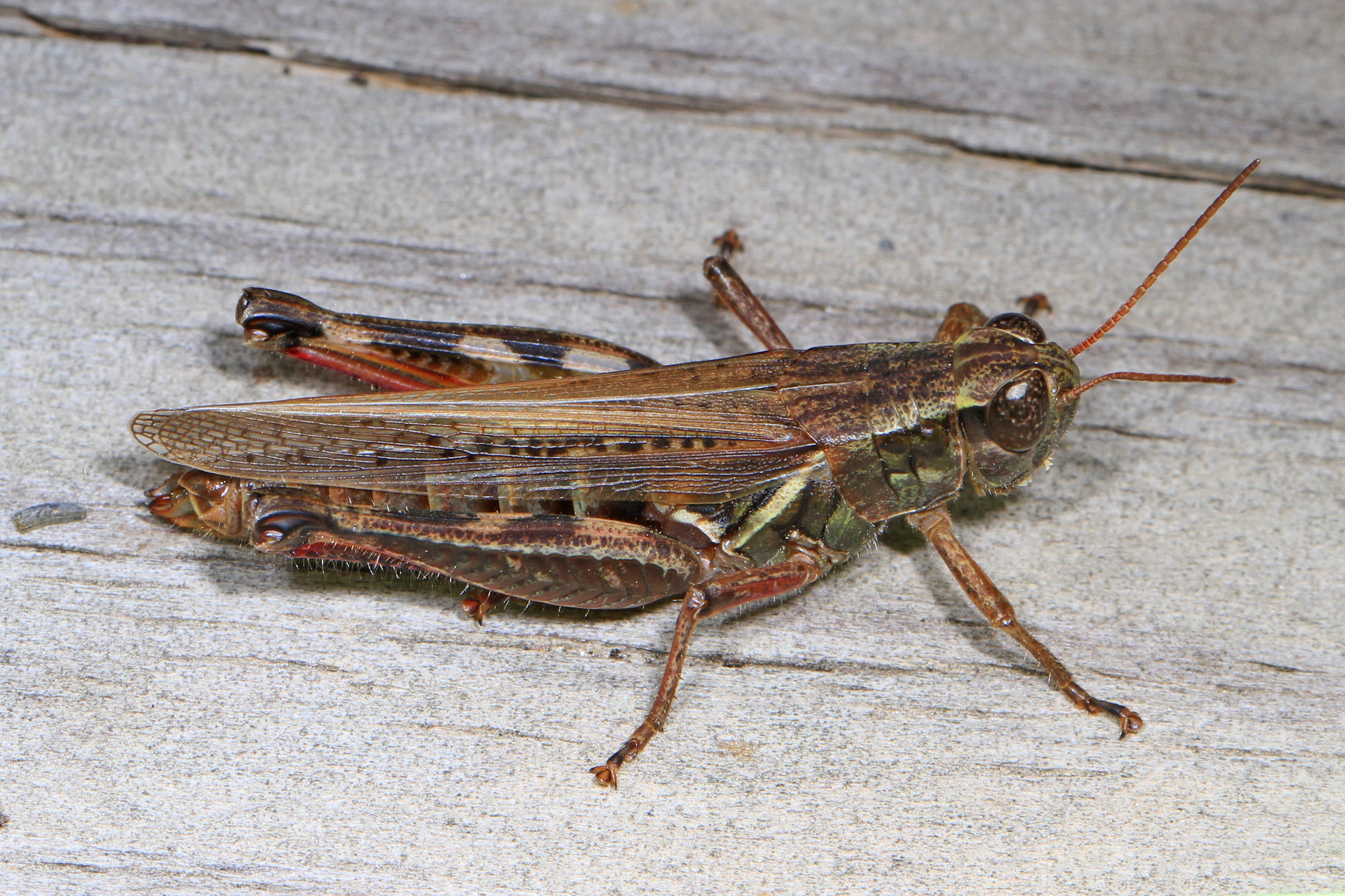 Red-legged Grasshopper - Melanoplus femurrubrum, Meadowood Farm SRMA, Mason Neck, Virginia - 29817426803