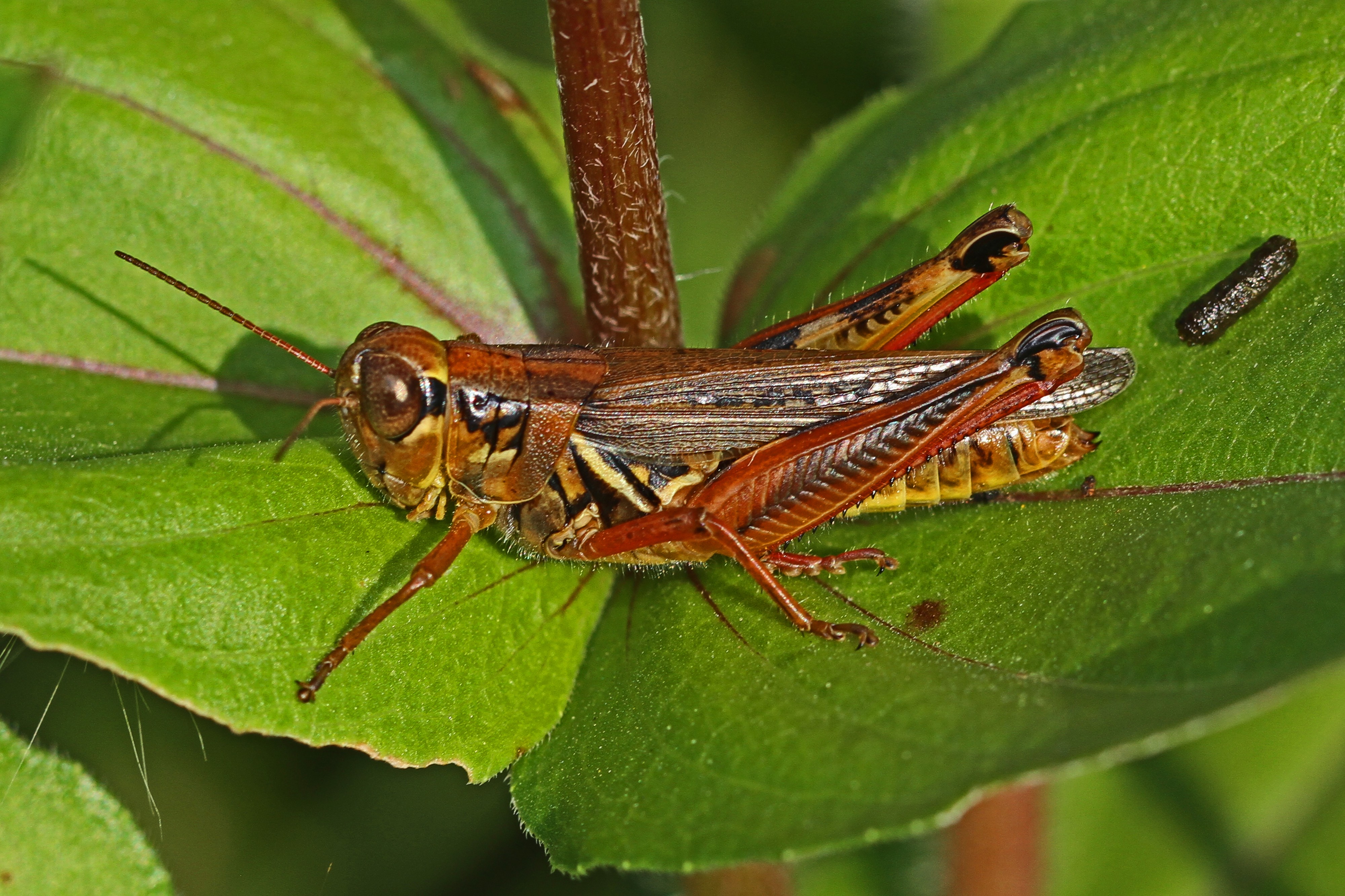 Red-legged Grasshopper - Melanoplus femurrubrum, Meadowwood Farm SRMA, Mason Neck, Virginia