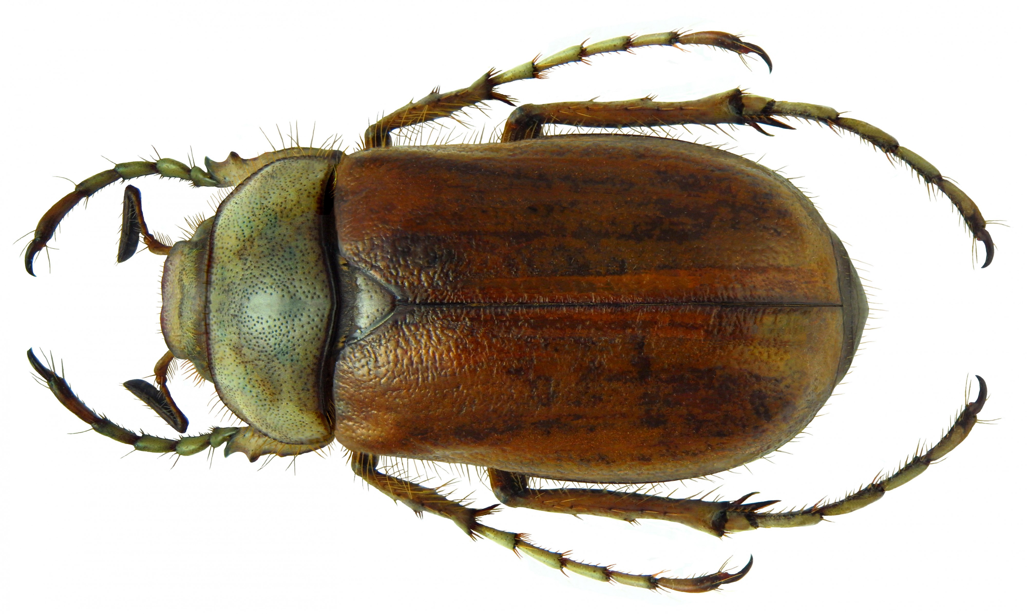 Rhizotrogus punicus Burmeister, 1855 (6082637678)