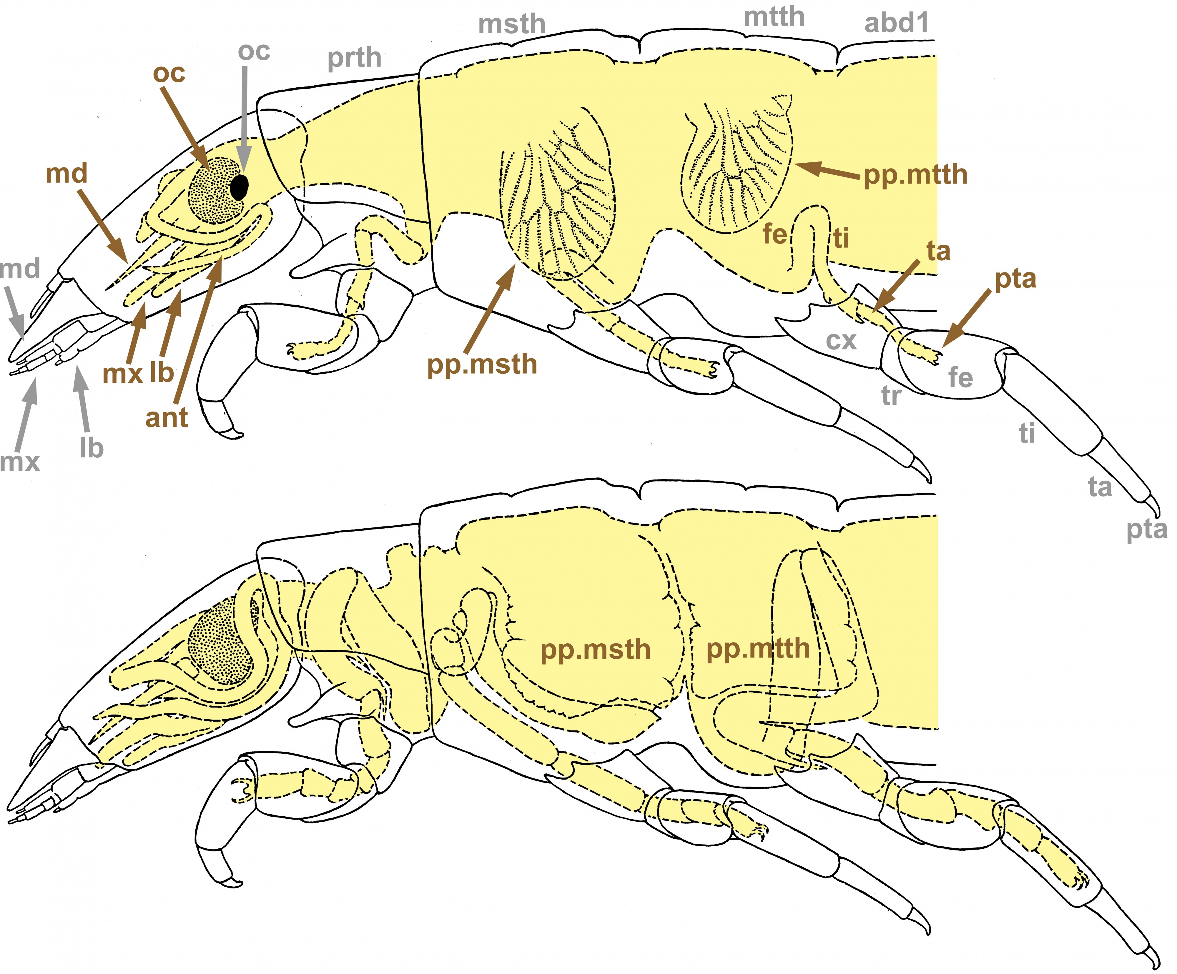 Rhyacophila-pronympha-caput&thorax1&2