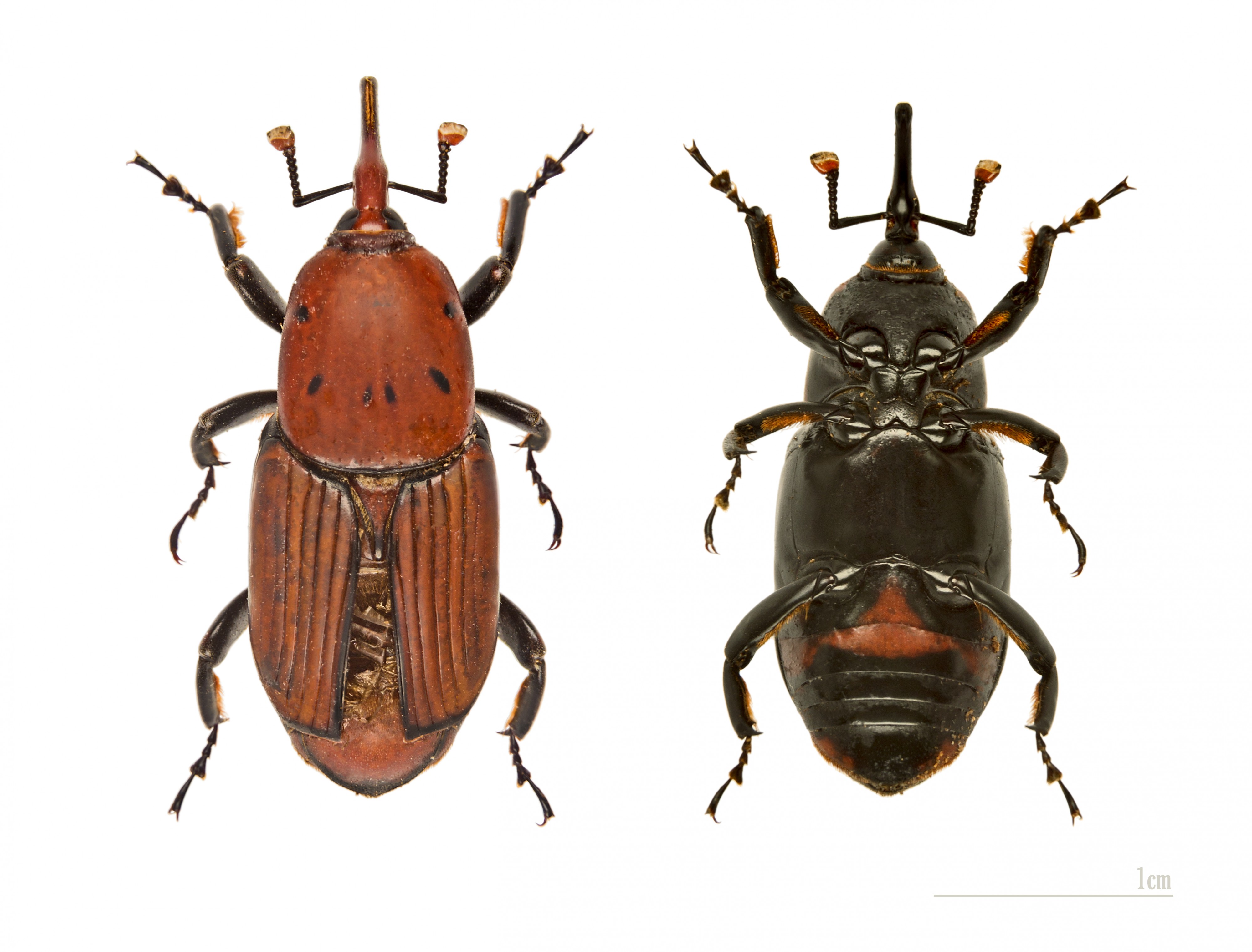 Rhynchophorus ferrugineus MHNT Both side