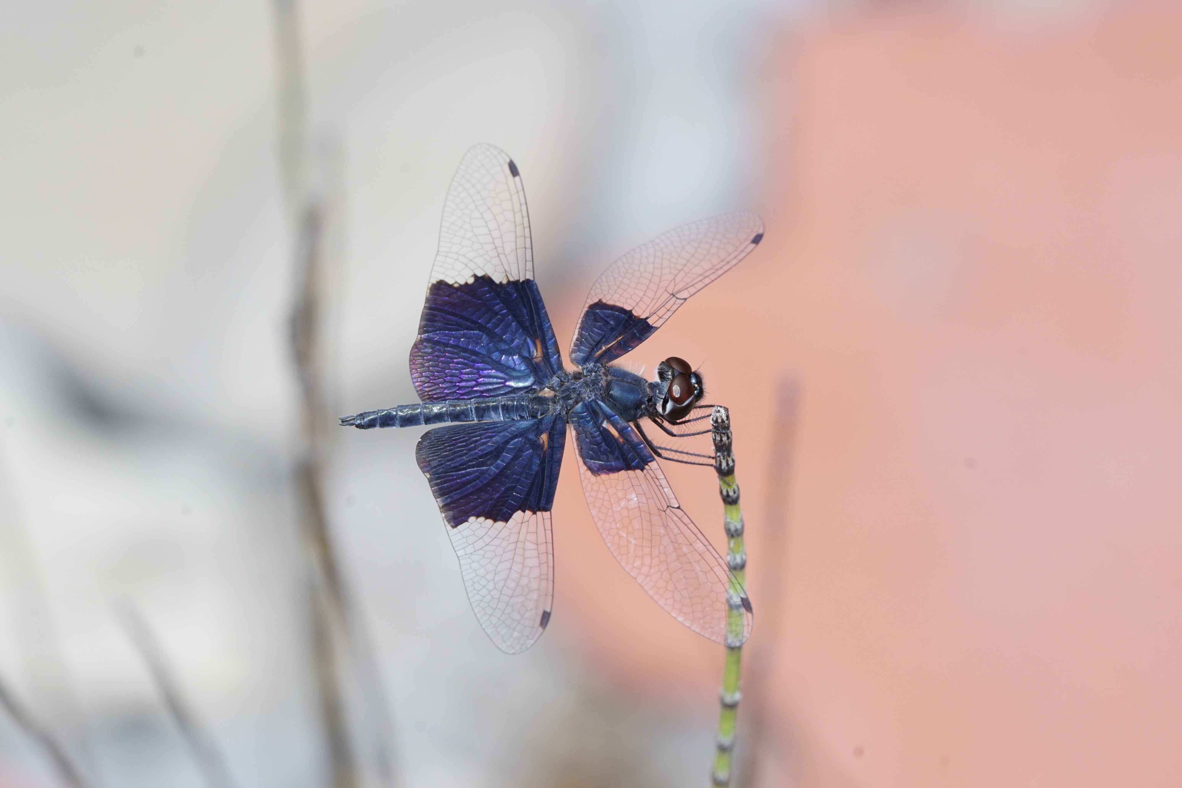 Rhyothemis triangularis 5823