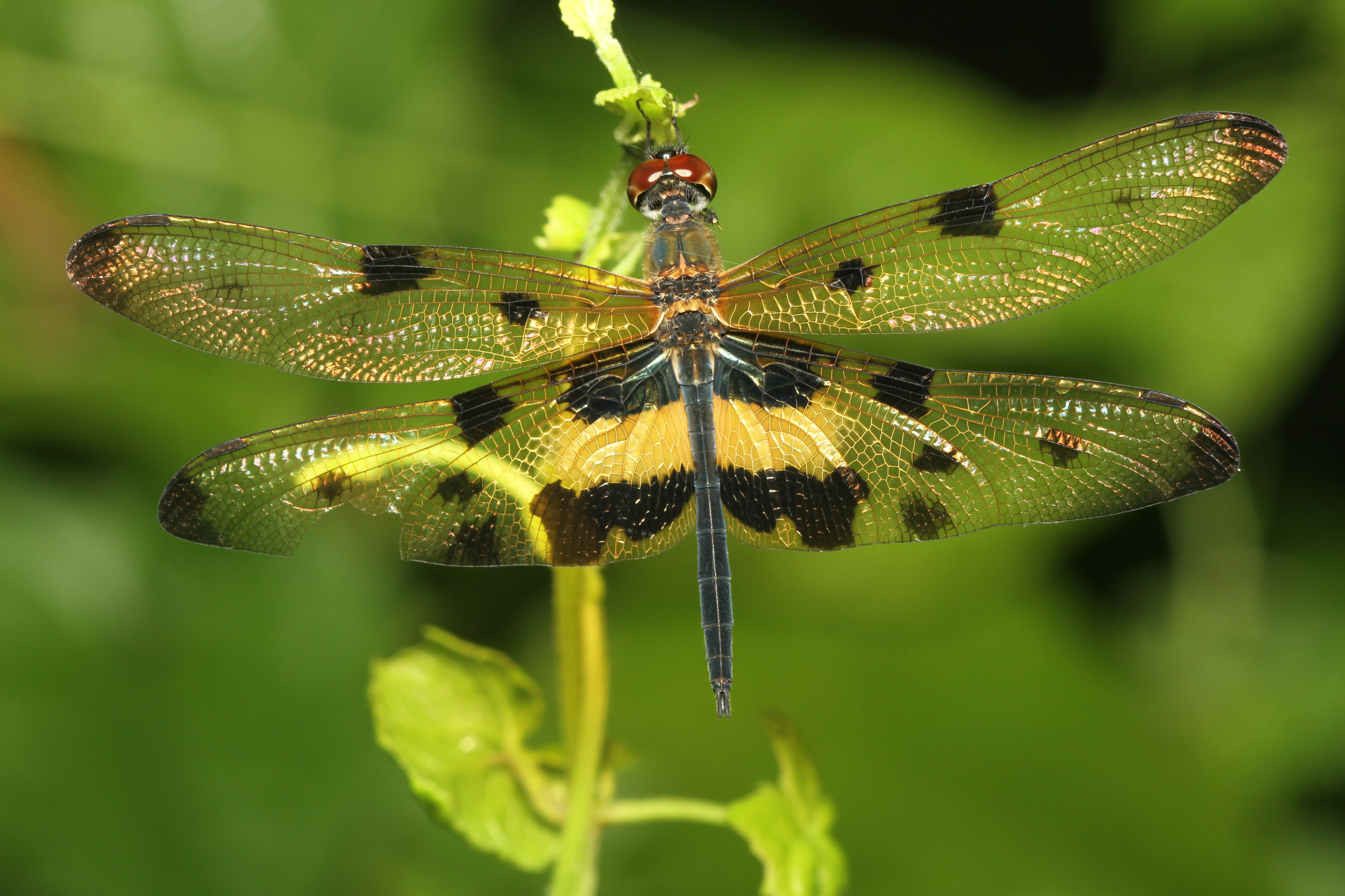 Rhyothemis variegata - Davidraju IMG 4761