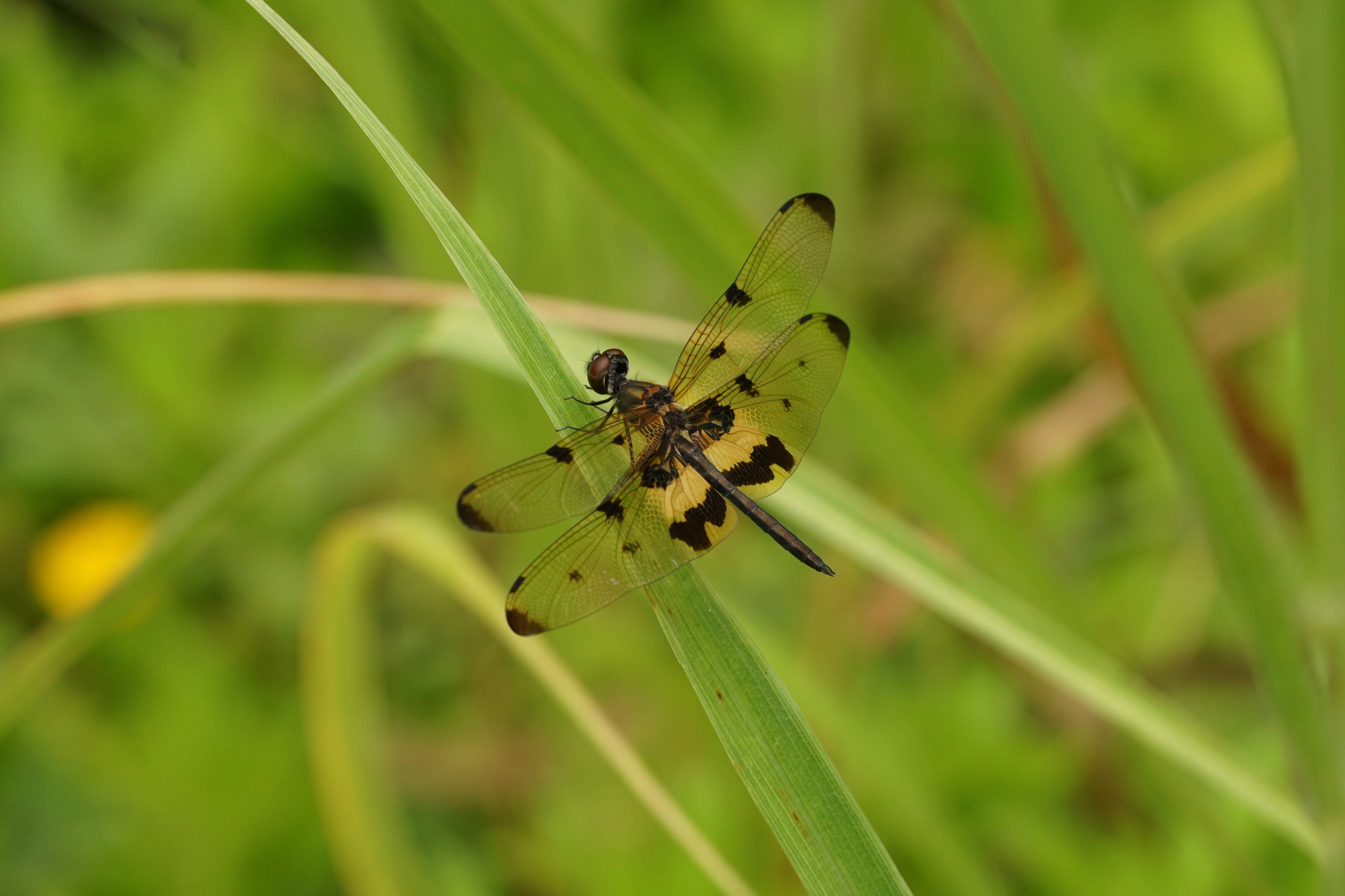 Rhyothemis variegata 07401