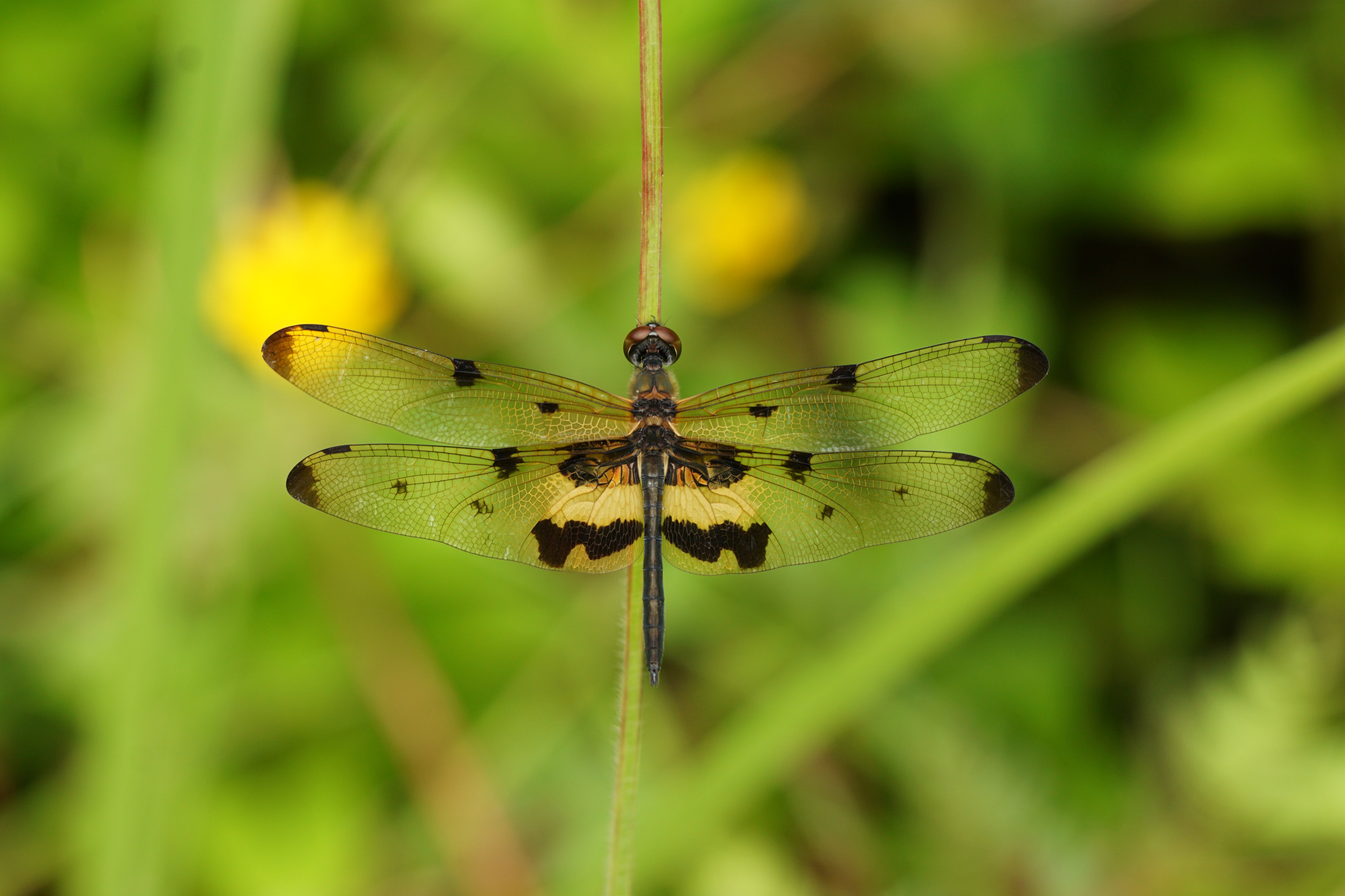 Rhyothemis variegata 07711