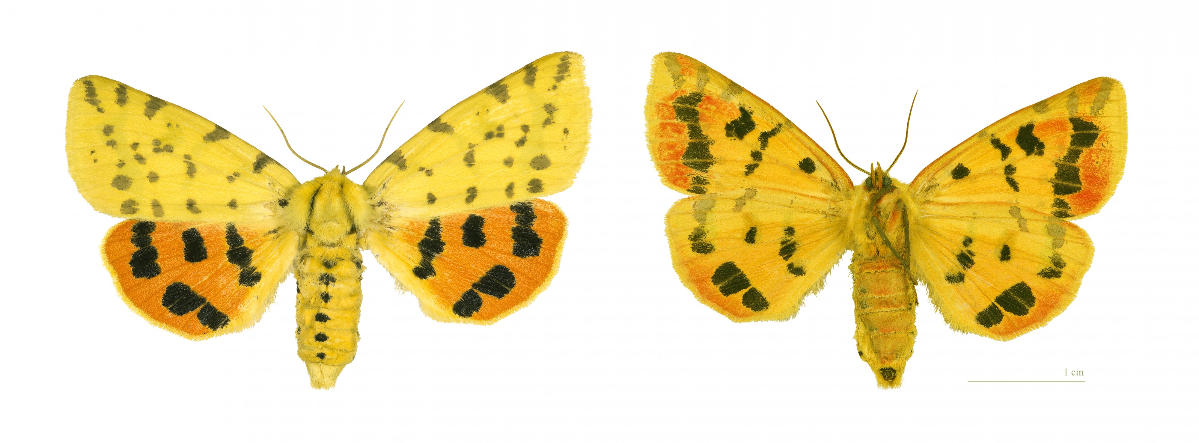 Rhyparia purpurata MHNT global